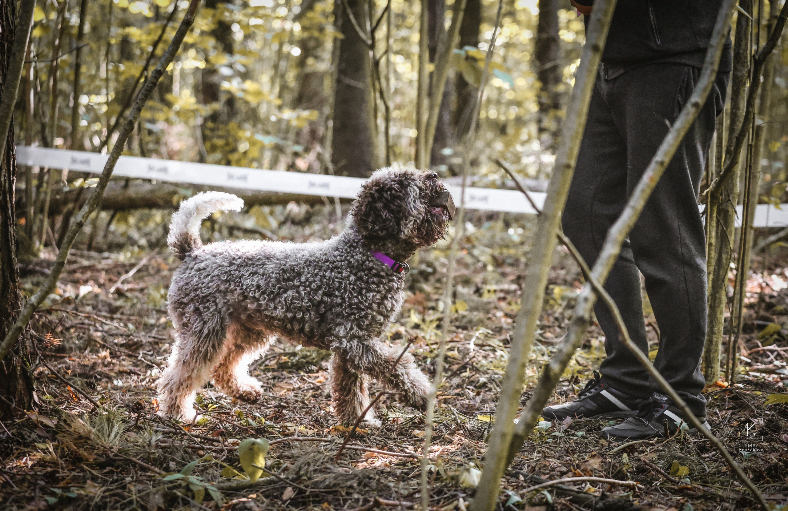 Съемка собак. Анималистика. Репортаж. Индивидуальная съемка