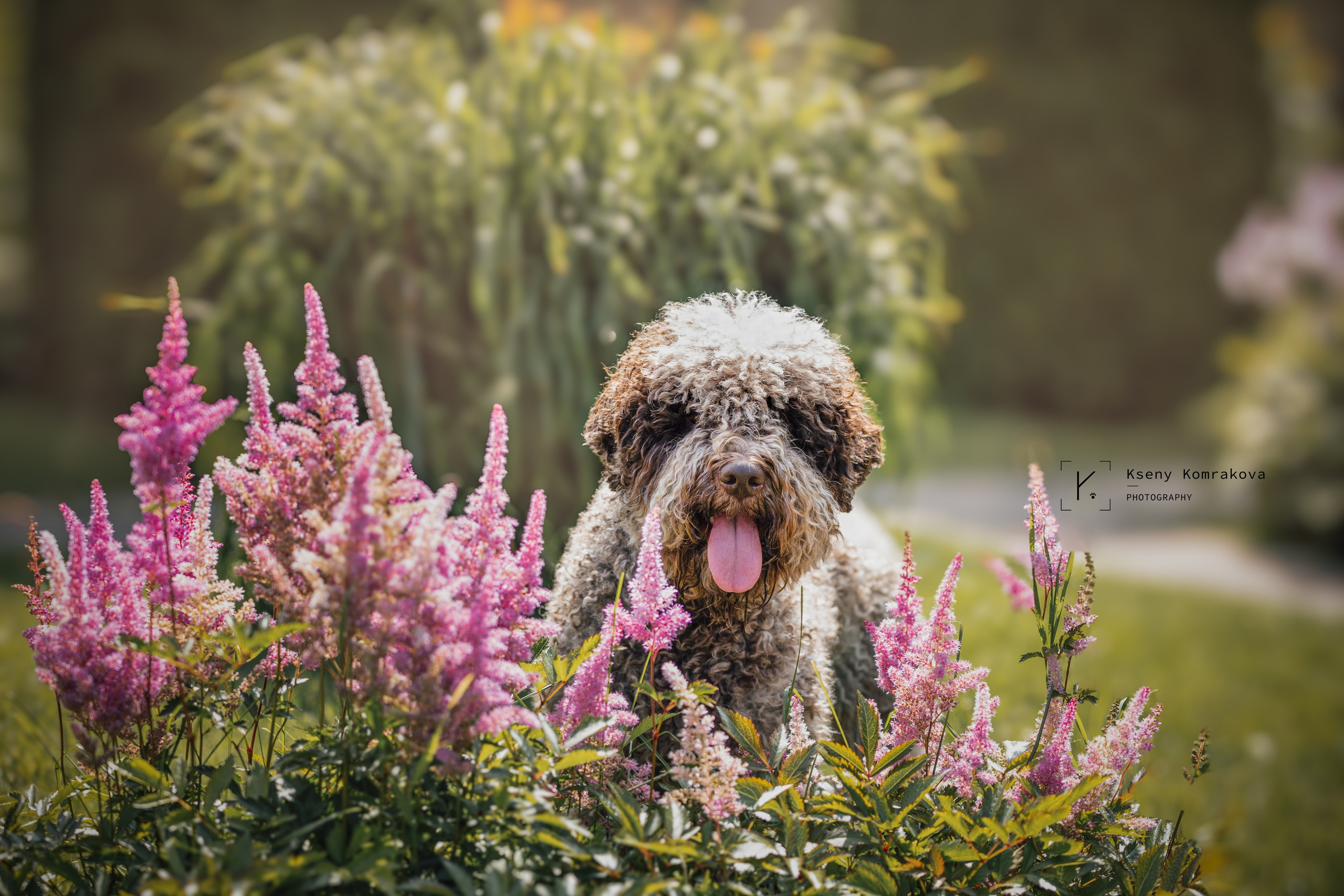 Съемка собак. Анималистика. Репортаж. Индивидуальная съемка