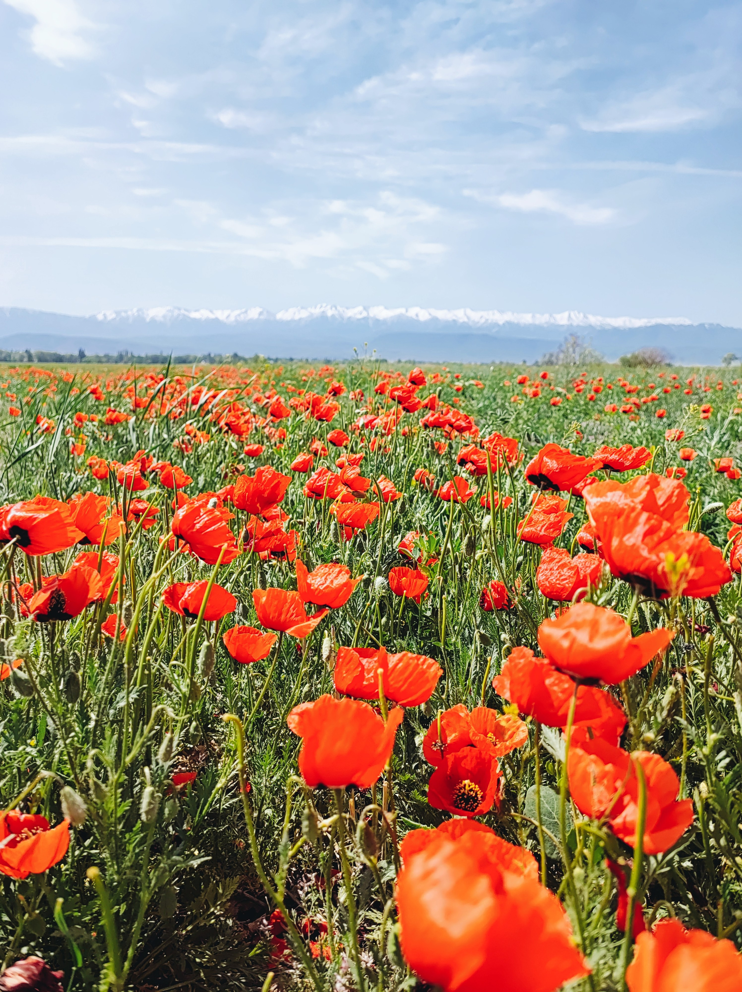 Намобилкус казахский. Репортажный фотограф Алексей Пирязев