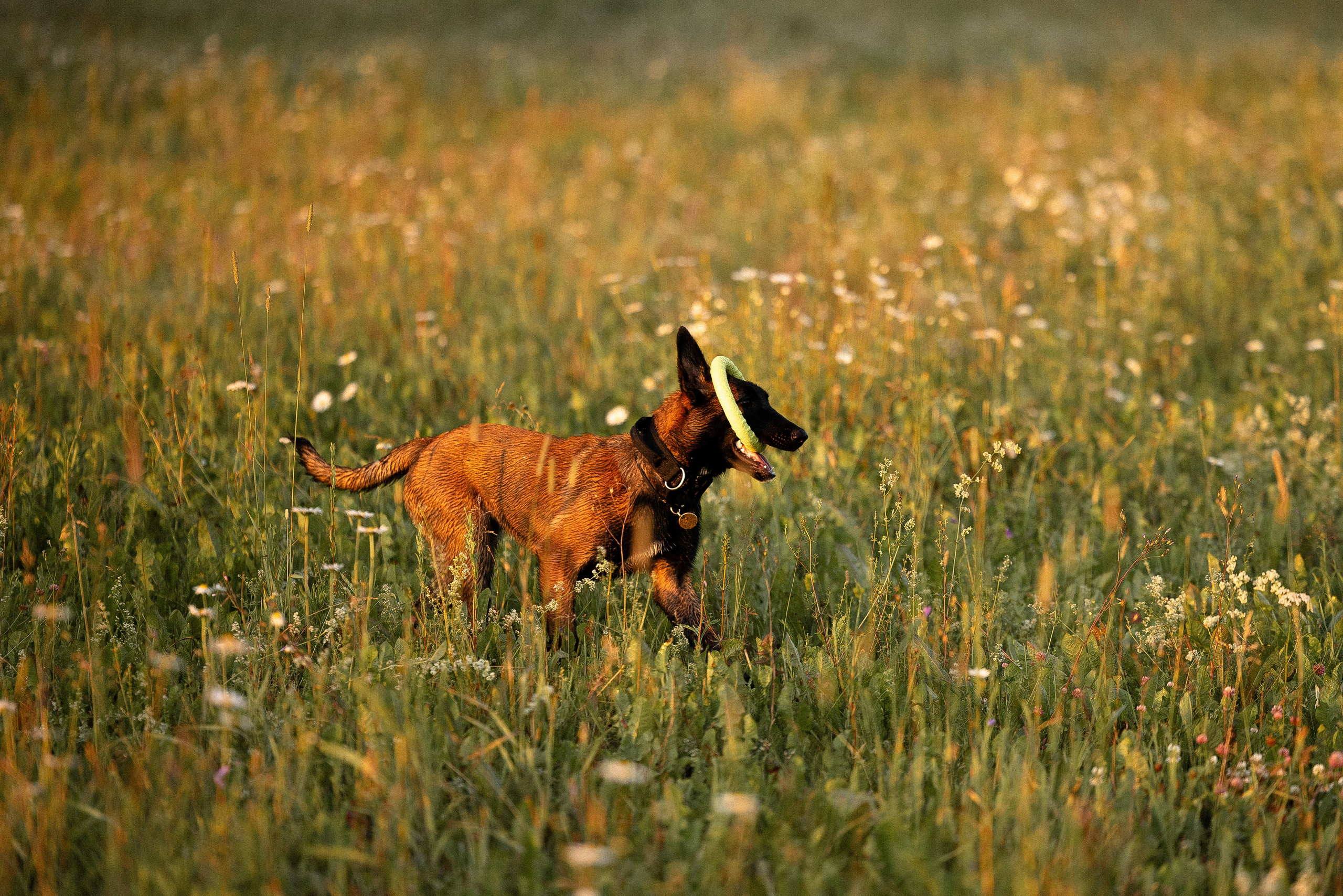 Галина и Лоя. Фотограф и видеограф анималист Аганина Дарья