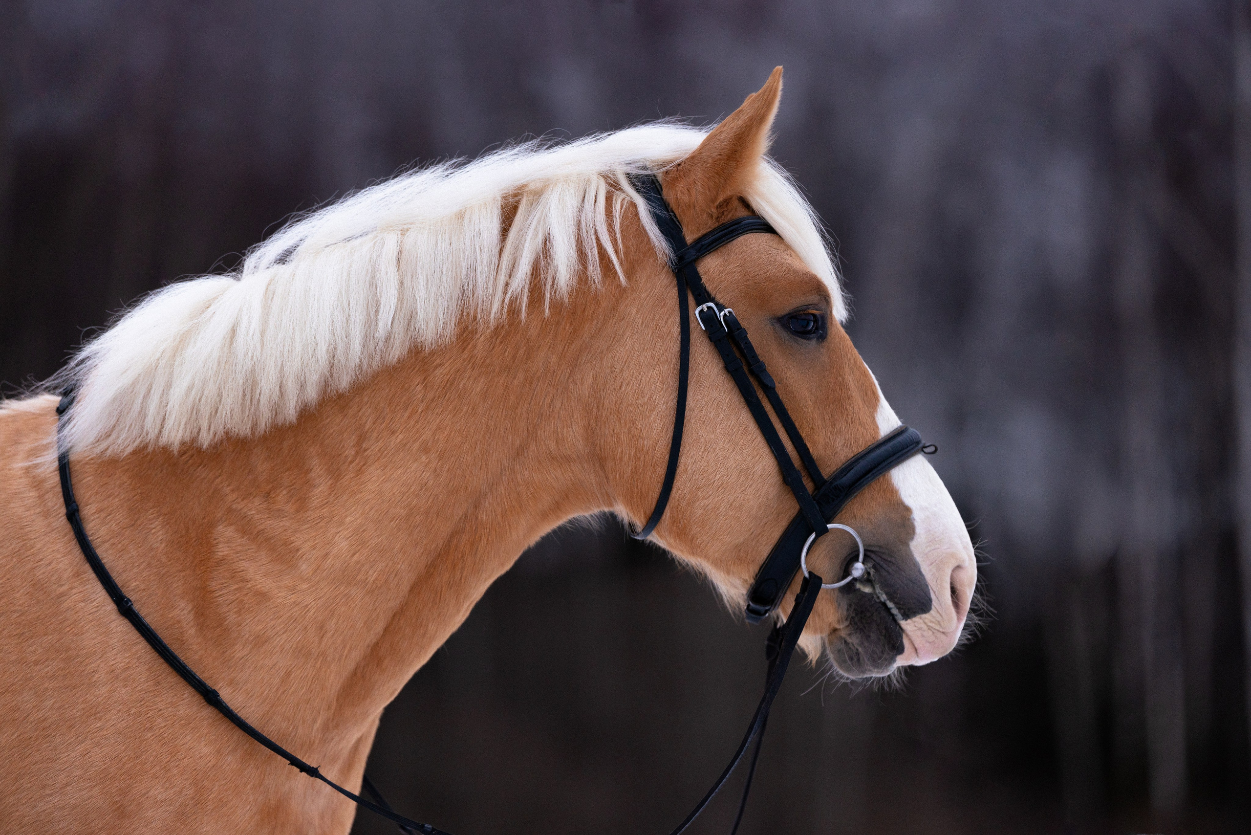 Бейкер. Фотограф и видеограф анималист Аганина Дарья