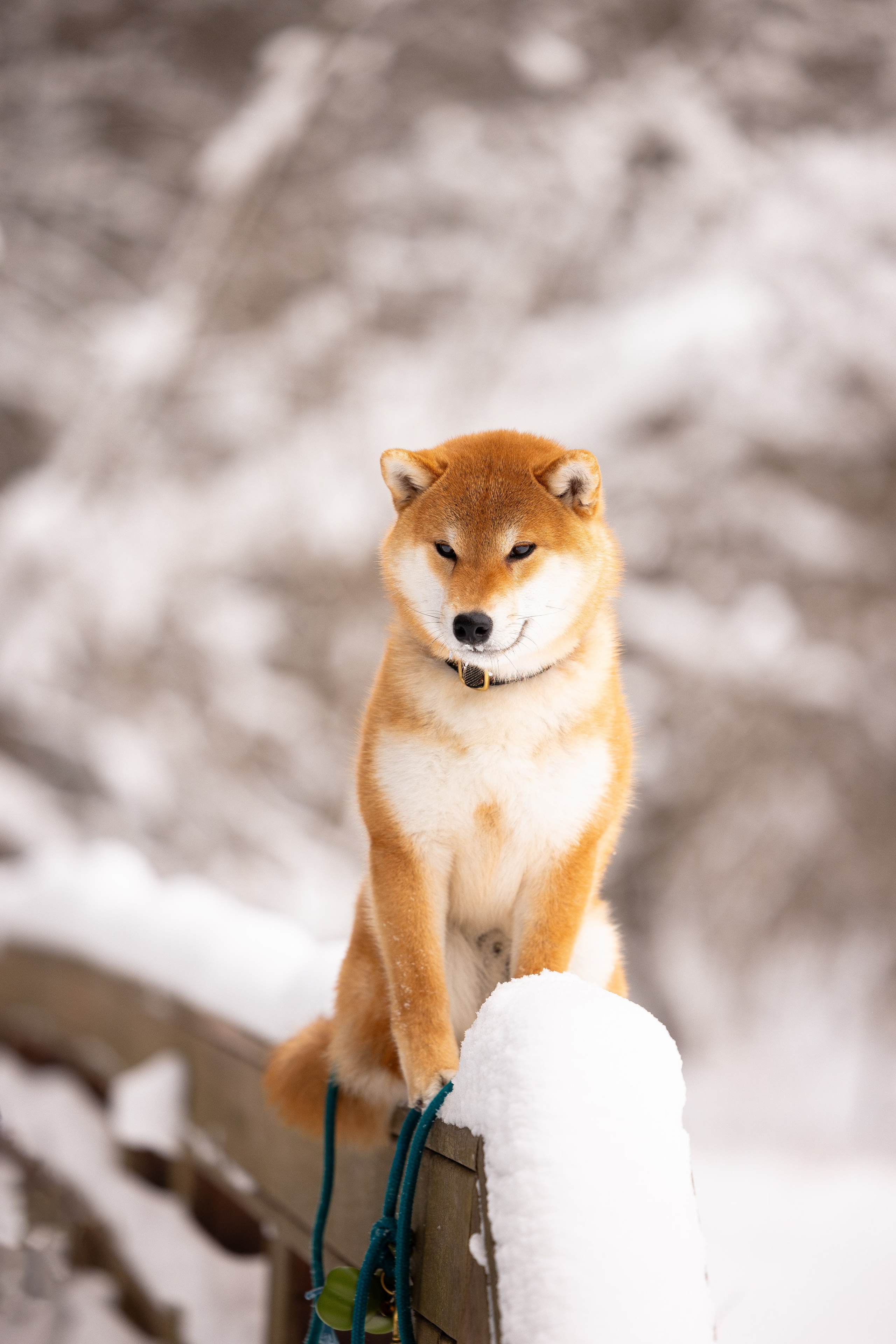 Юми, Серж и Тоши. Фотограф и видеограф анималист Аганина Дарья