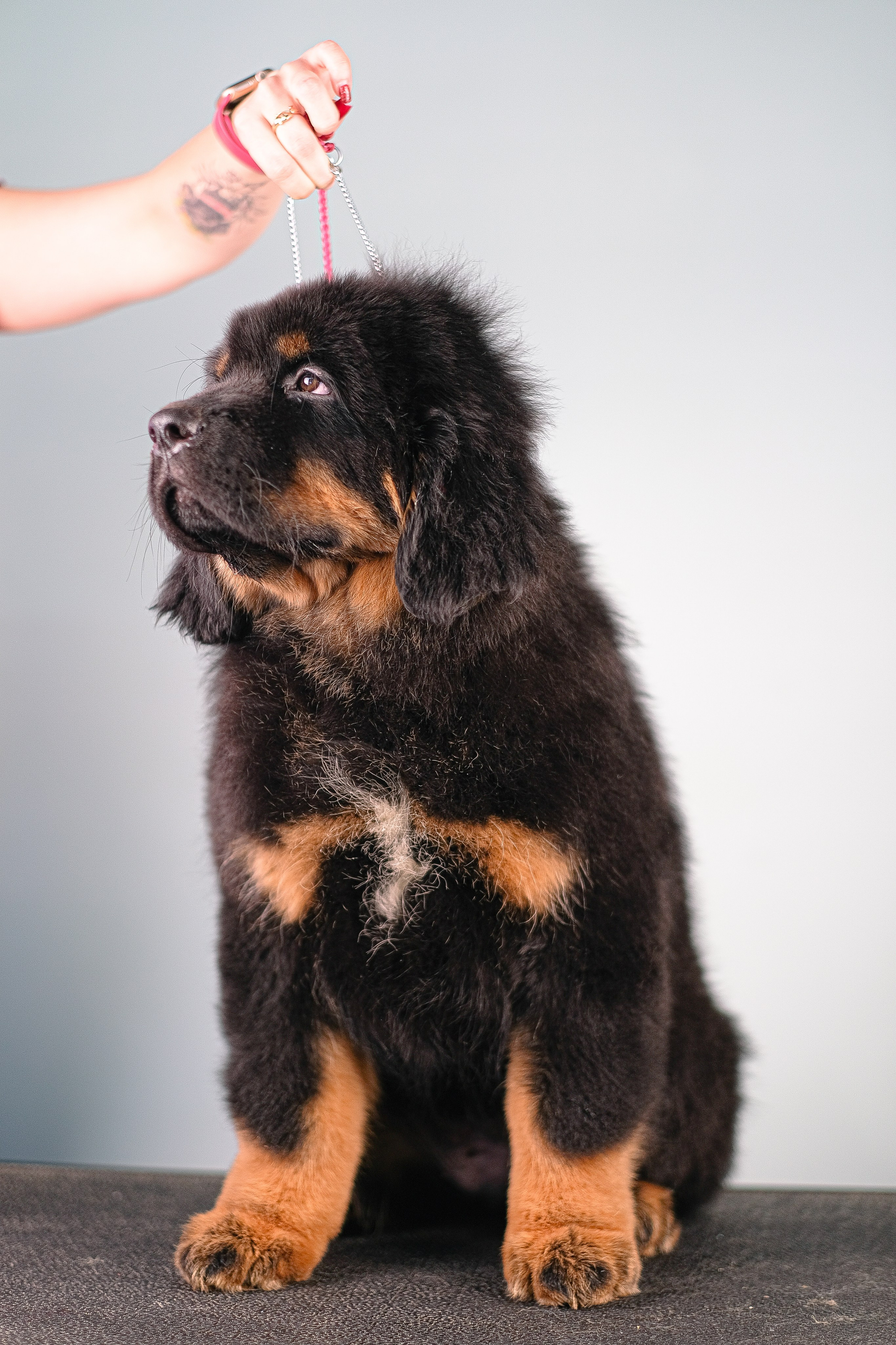 Тибетский мастиф. Фотограф и видеограф анималист Аганина Дарья