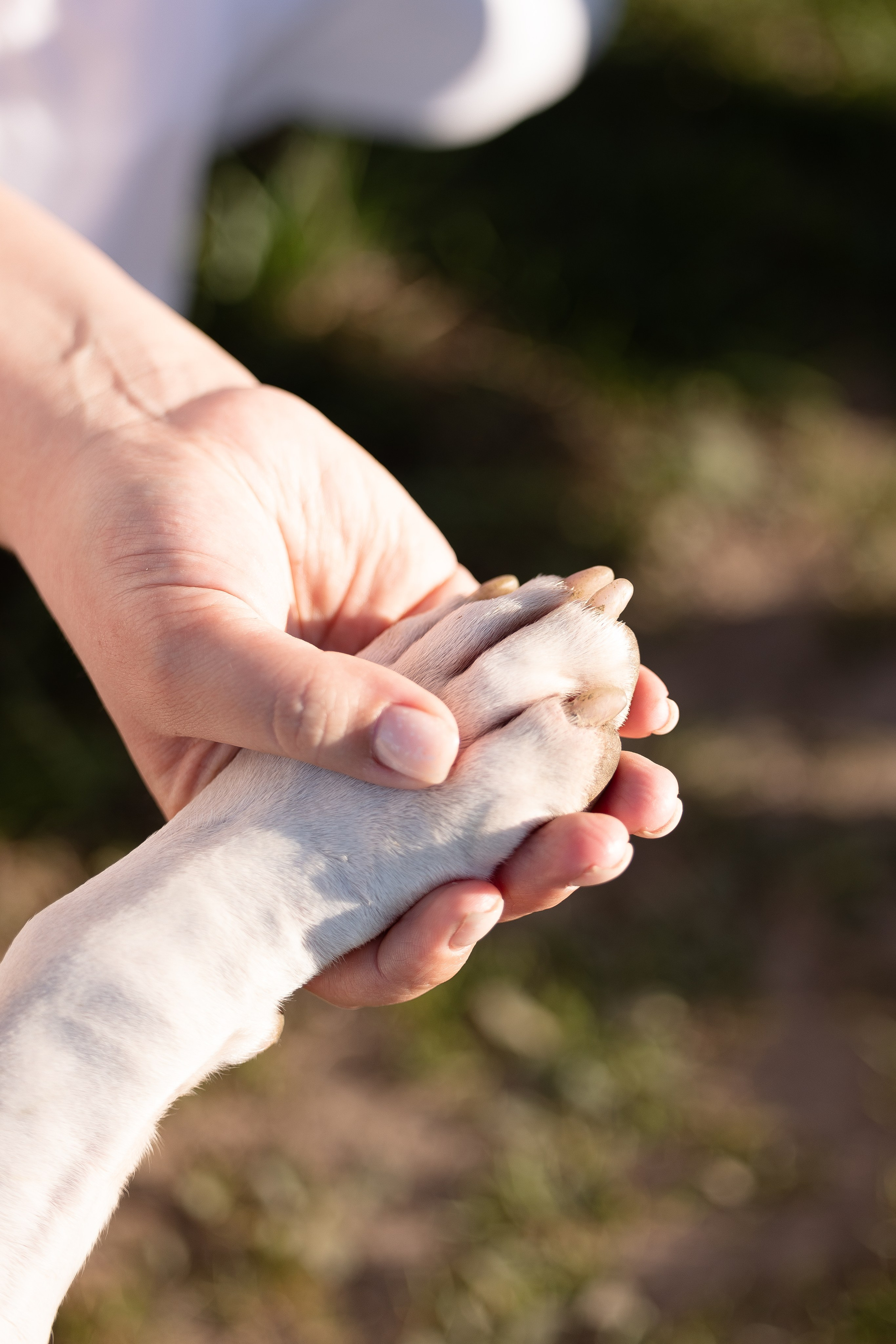 Шуня и ее семья. Фотограф и видеограф анималист Аганина Дарья