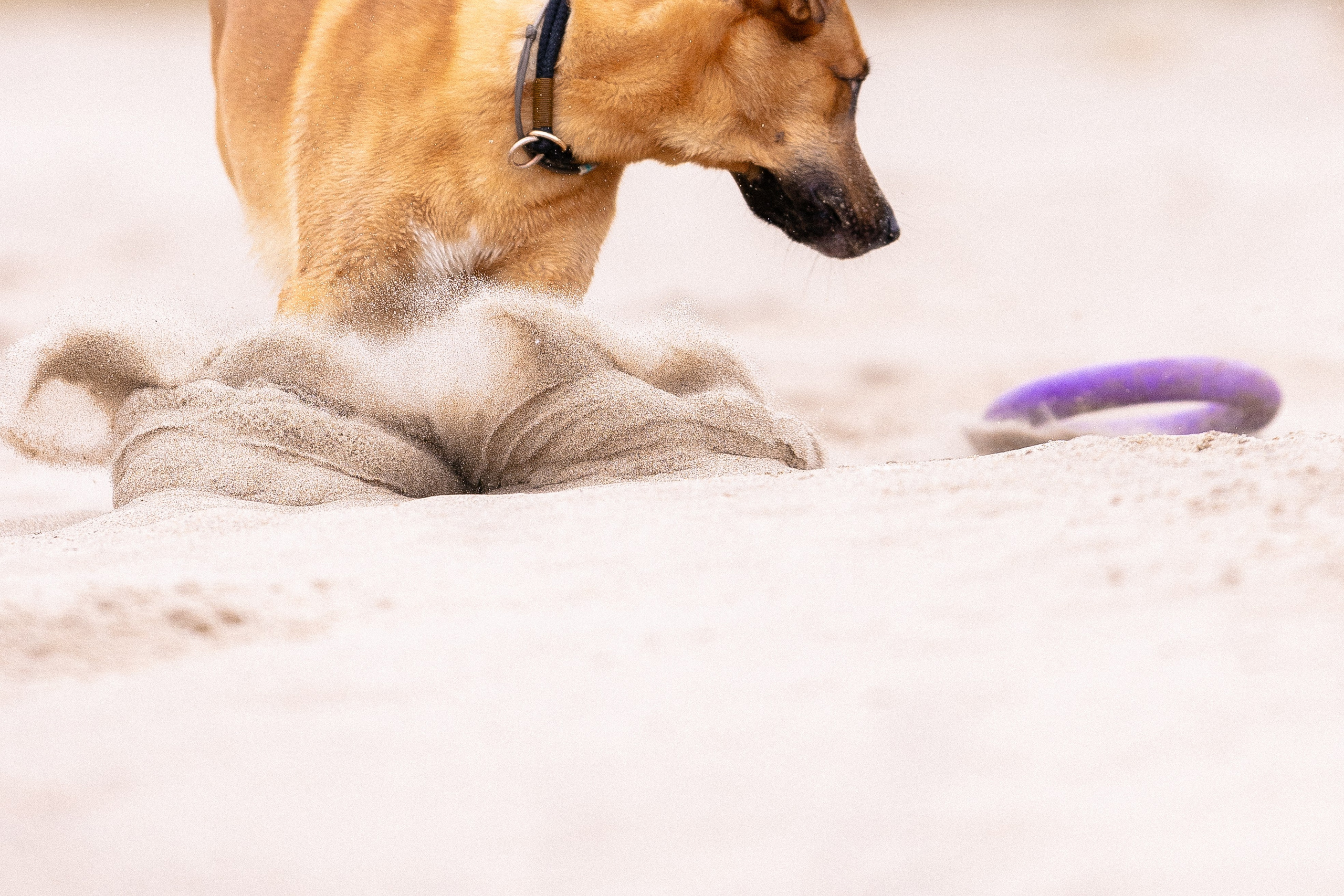 Karelia. Фотограф и видеограф анималист Аганина Дарья