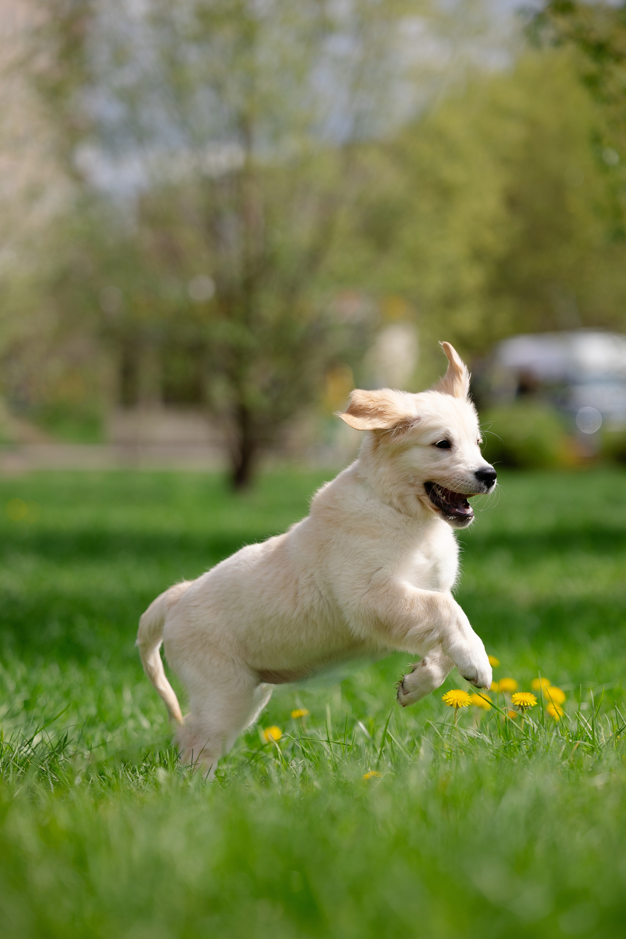 Голден ретривер. Фотограф и видеограф анималист Аганина Дарья