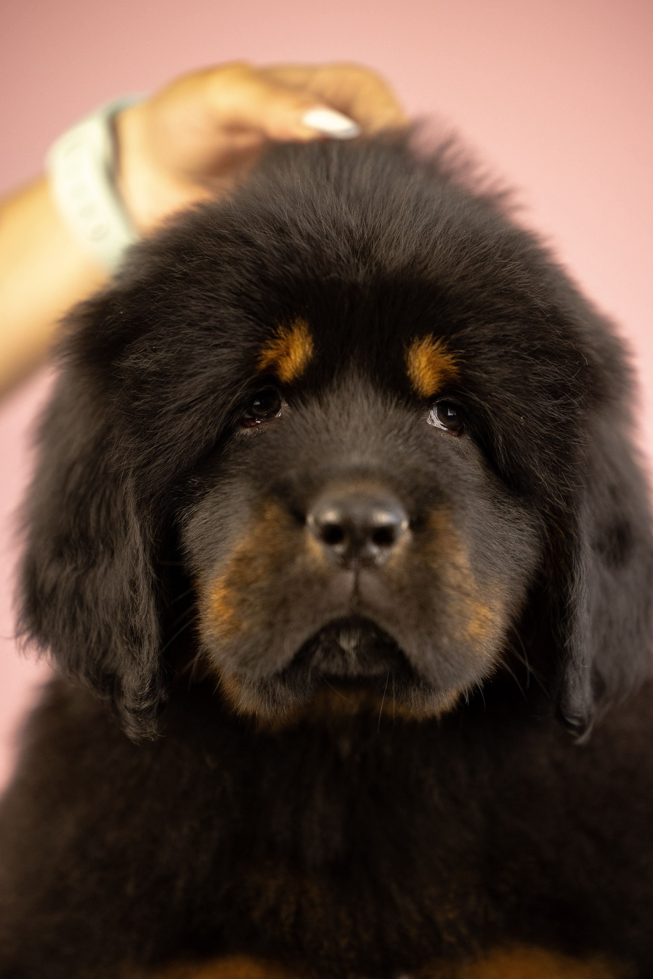 Тибетский мастиф. Фотограф и видеограф анималист Аганина Дарья