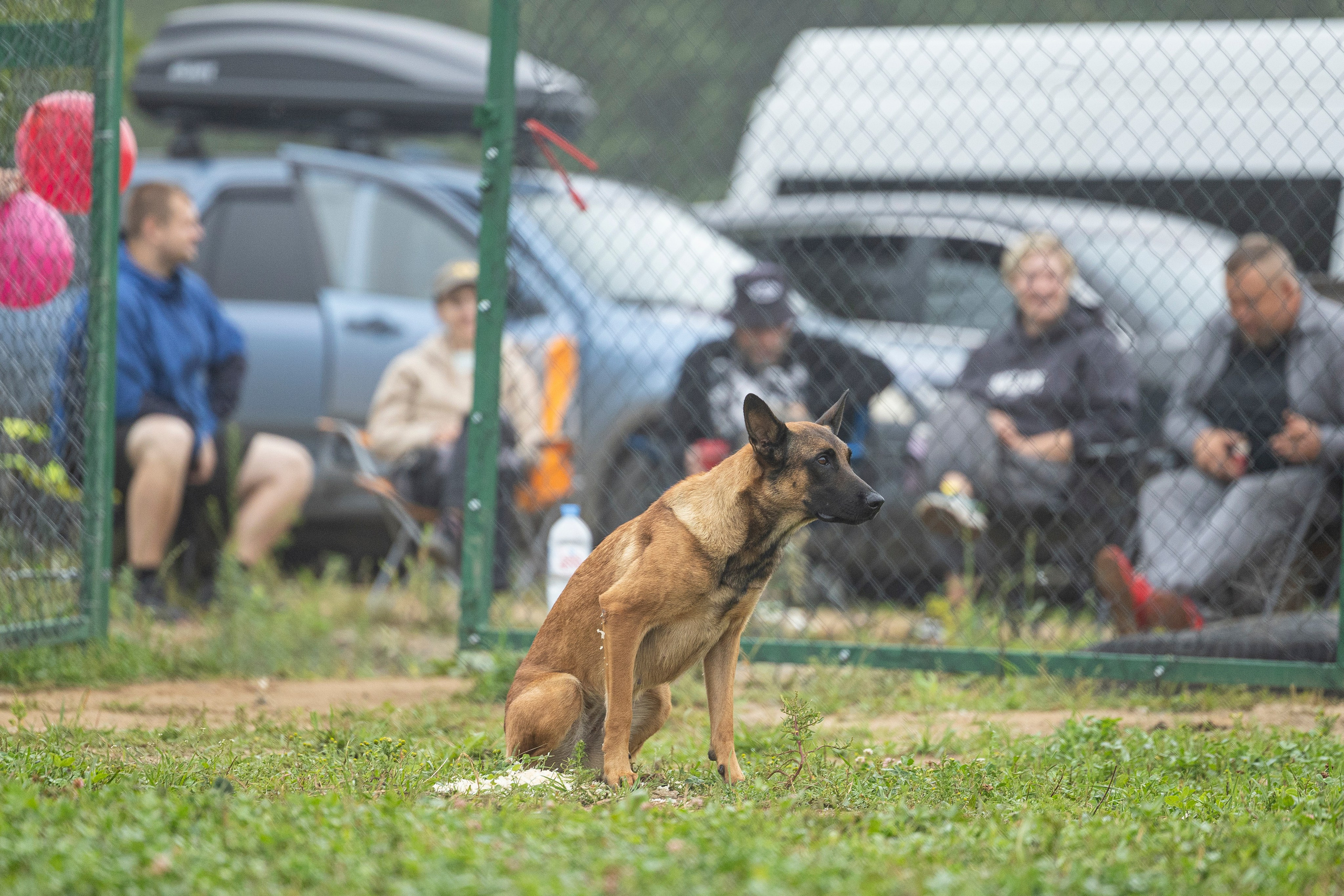 Соревнования по Мондьорингу г. Вологда 10-11.08.2024. Фотограф-анималист Анна Маринич