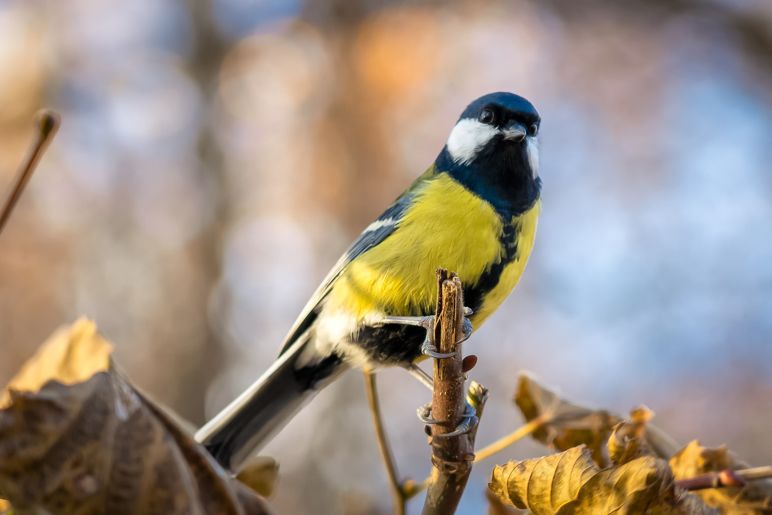 Дикая природа. Photomantis