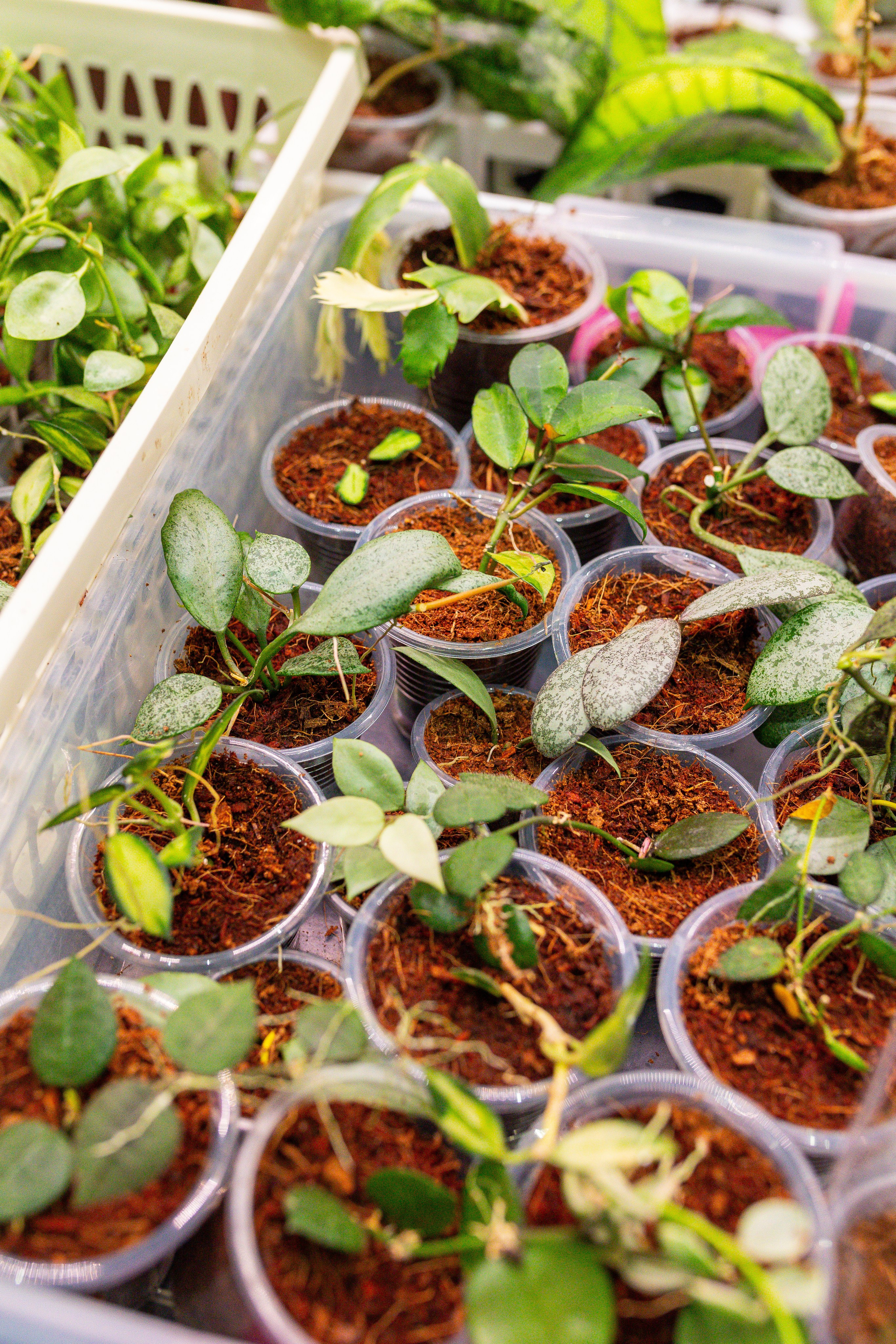 Монстериум 11–12 октября. Александра Куликова фотограф, Москва