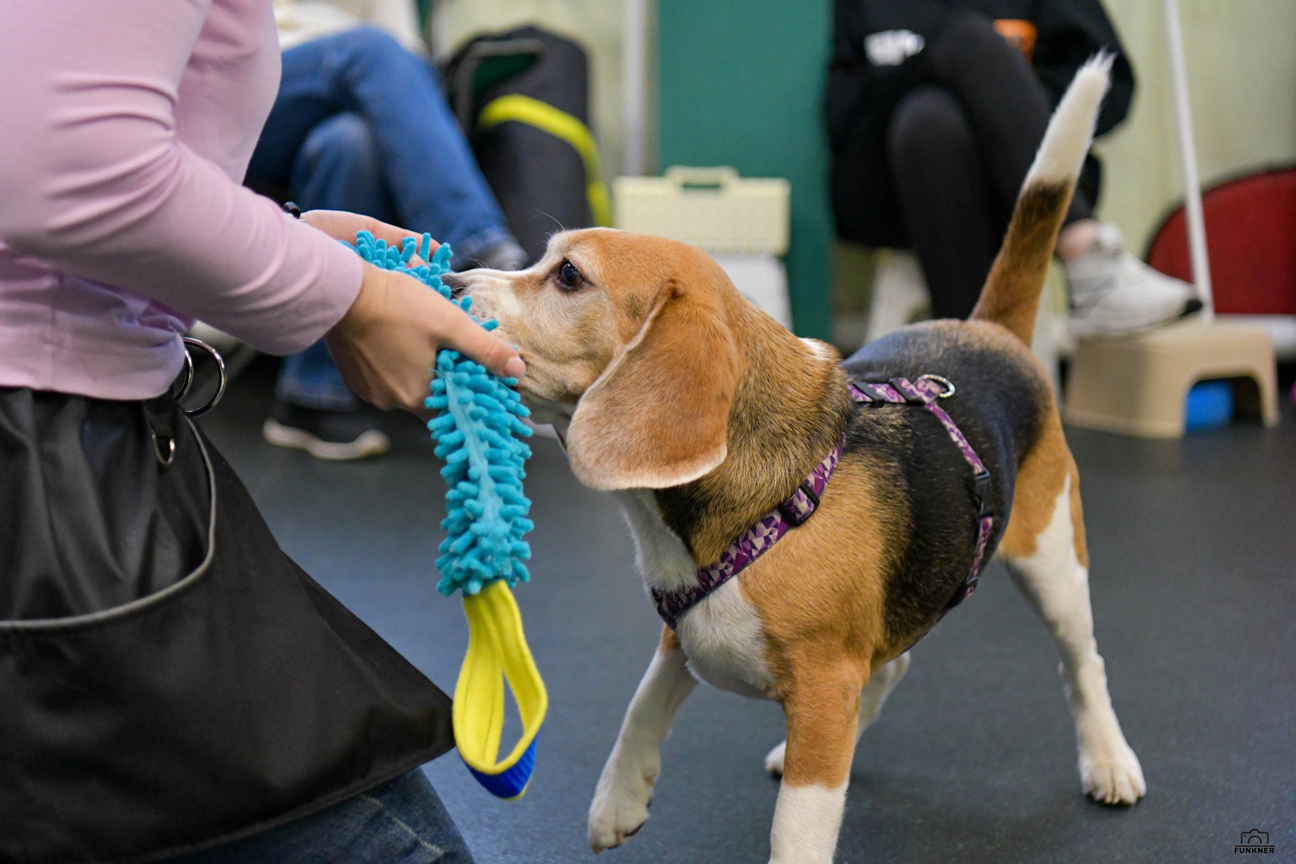 Кинологический клуб «Бодрый хвост». Свой взгляд через объектив
