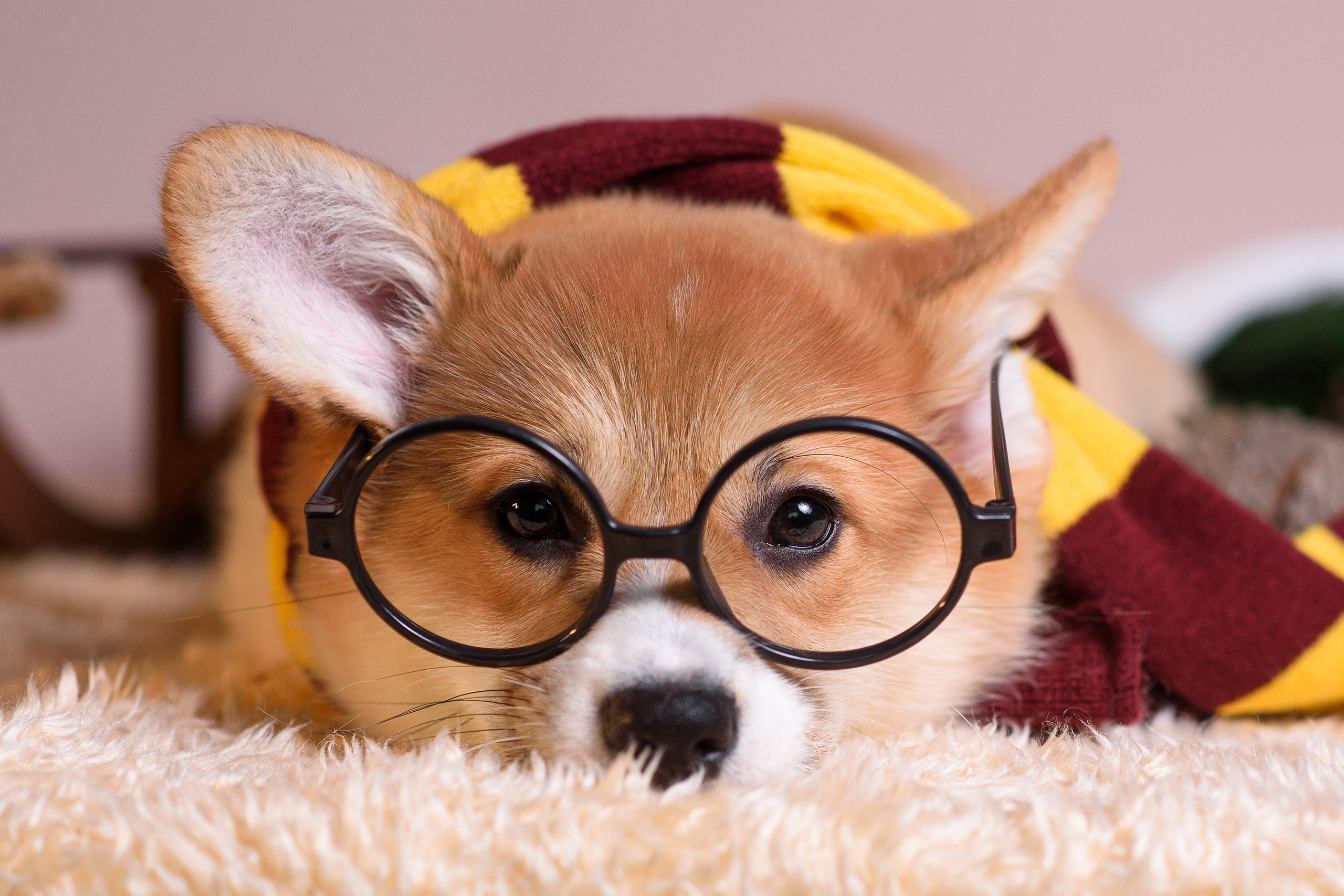 Ликер Синнабон — 11.01.2024. Фотограф — Анималист | Анна Абрамова