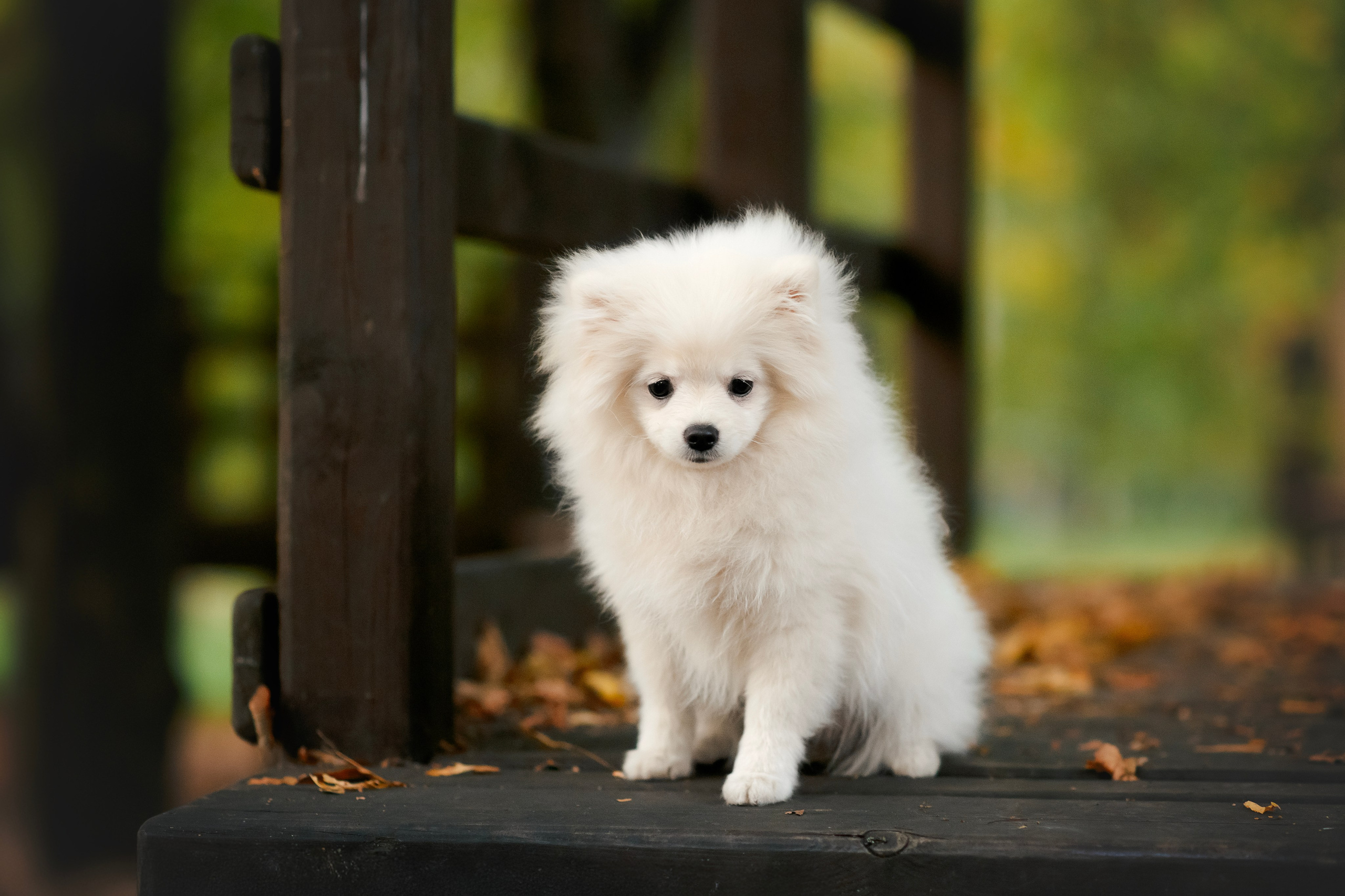 Малый немецкий шпиц — 18.09.2025. Фотограф — Анималист | Анна Абрамова