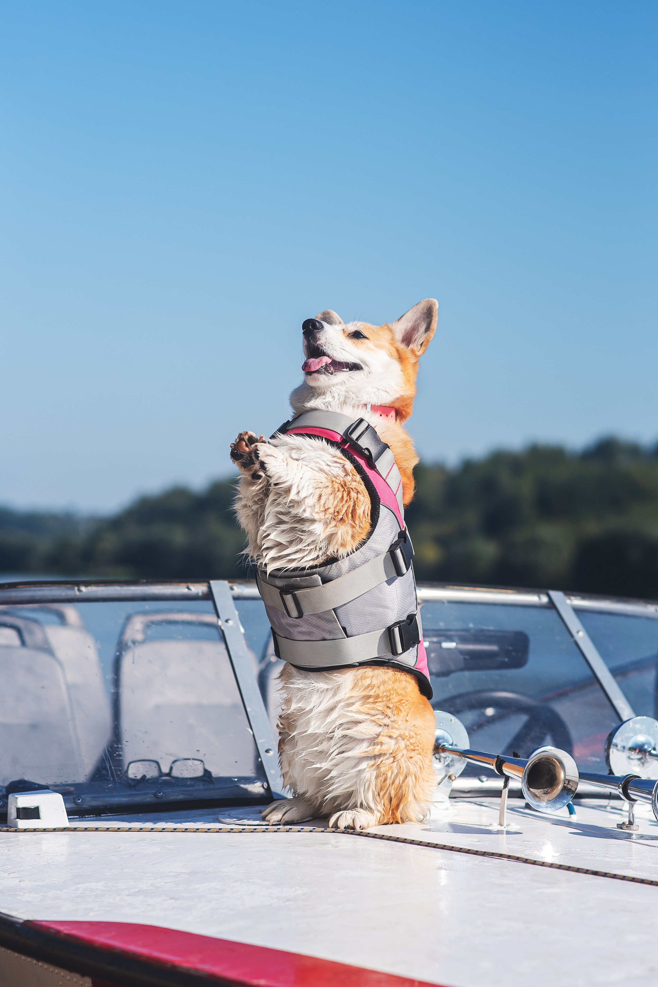 Майк и Лея — 29.08.2024. Фотограф — Анималист | Анна Абрамова