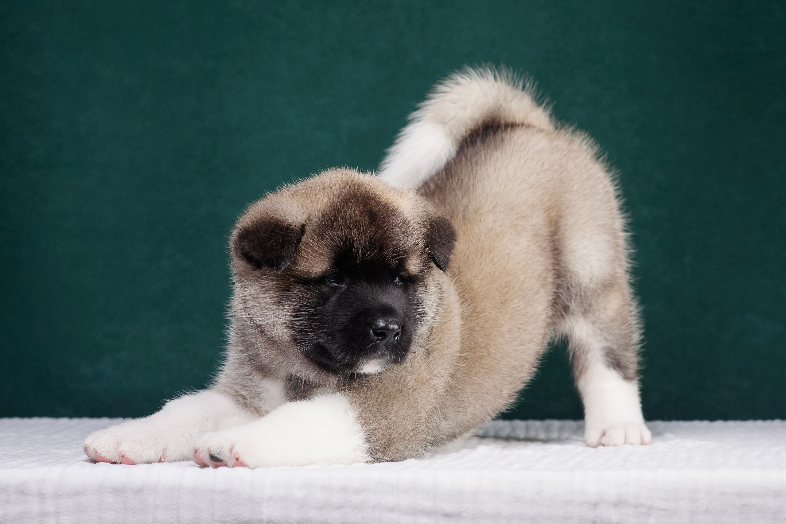 Щенки Американской Акиты. Фотограф — Анималист | Анна Абрамова