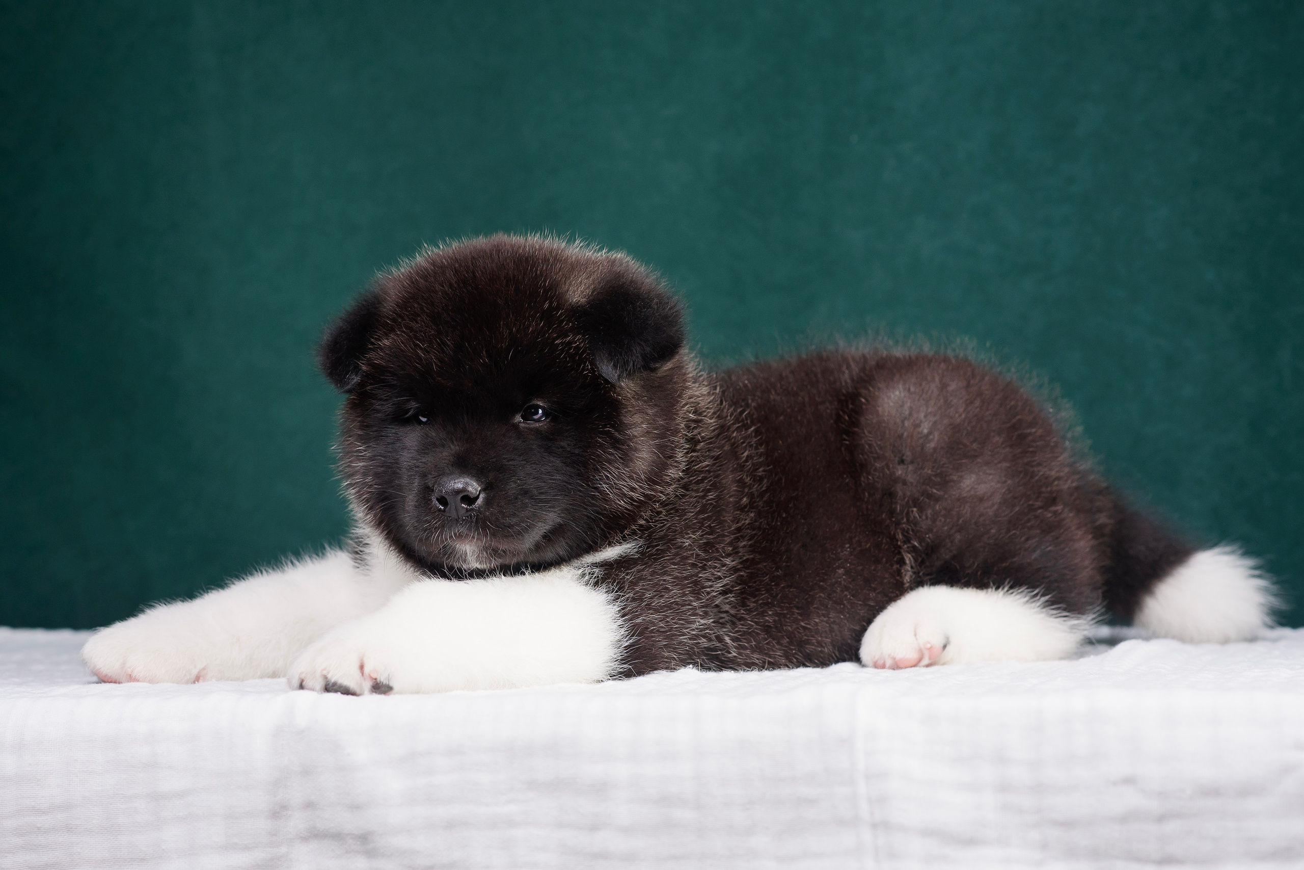 Щенки Американской Акиты. Фотограф — Анималист | Анна Абрамова