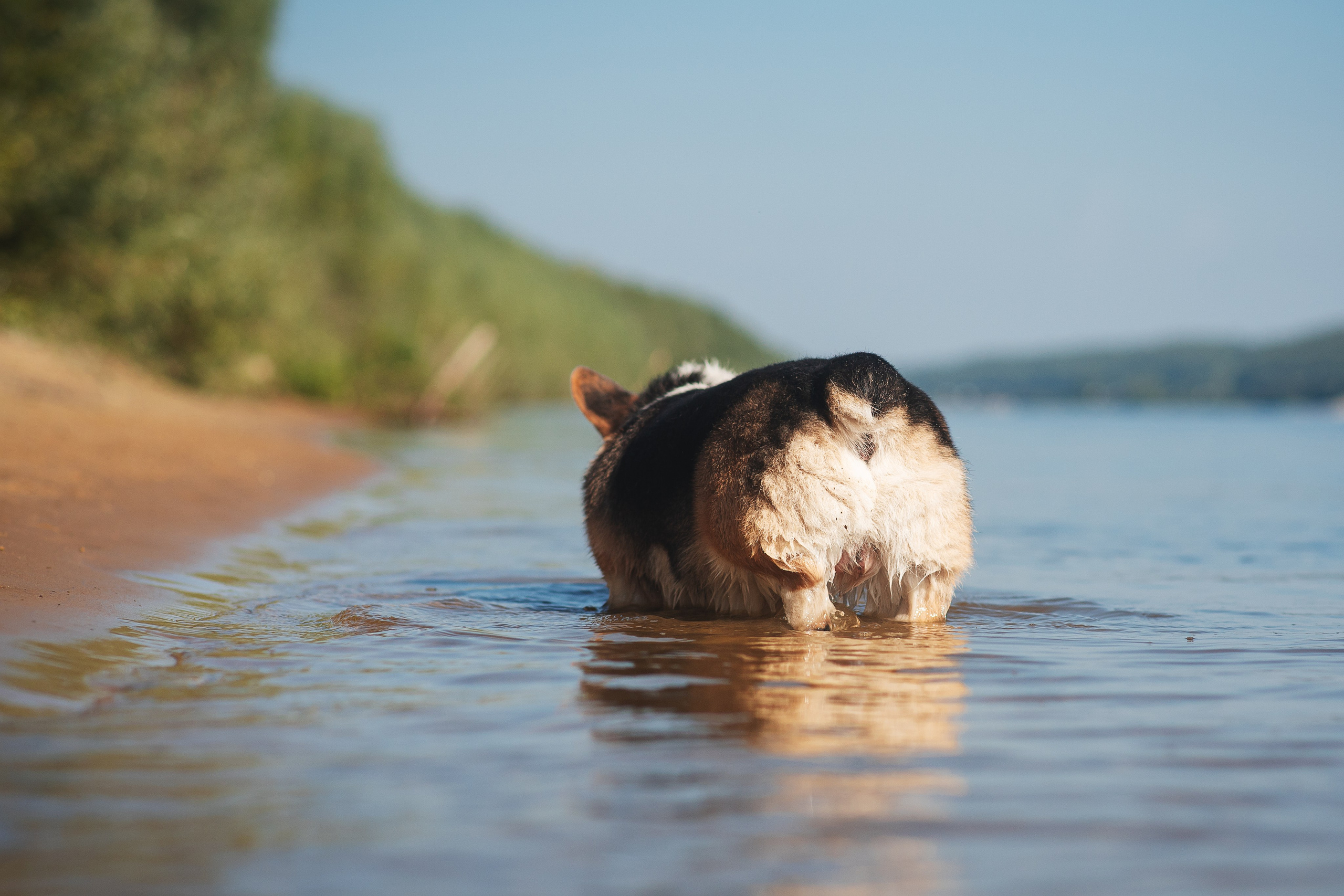 Майк и Лея — 29.08.2024. Фотограф — Анималист | Анна Абрамова