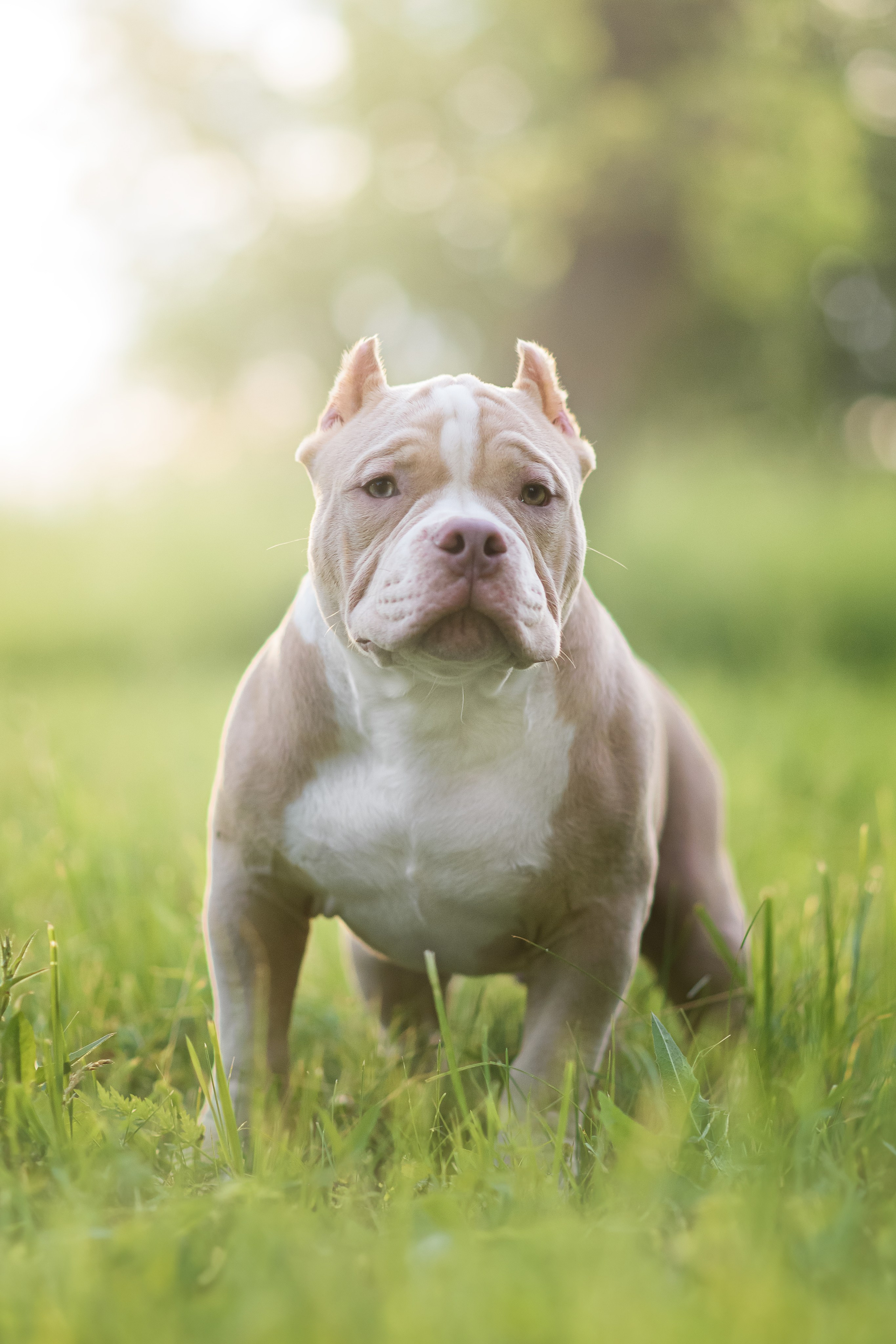 Щенки Американского Булли — 15.06.2024. Фотограф — Анималист | Анна Абрамова