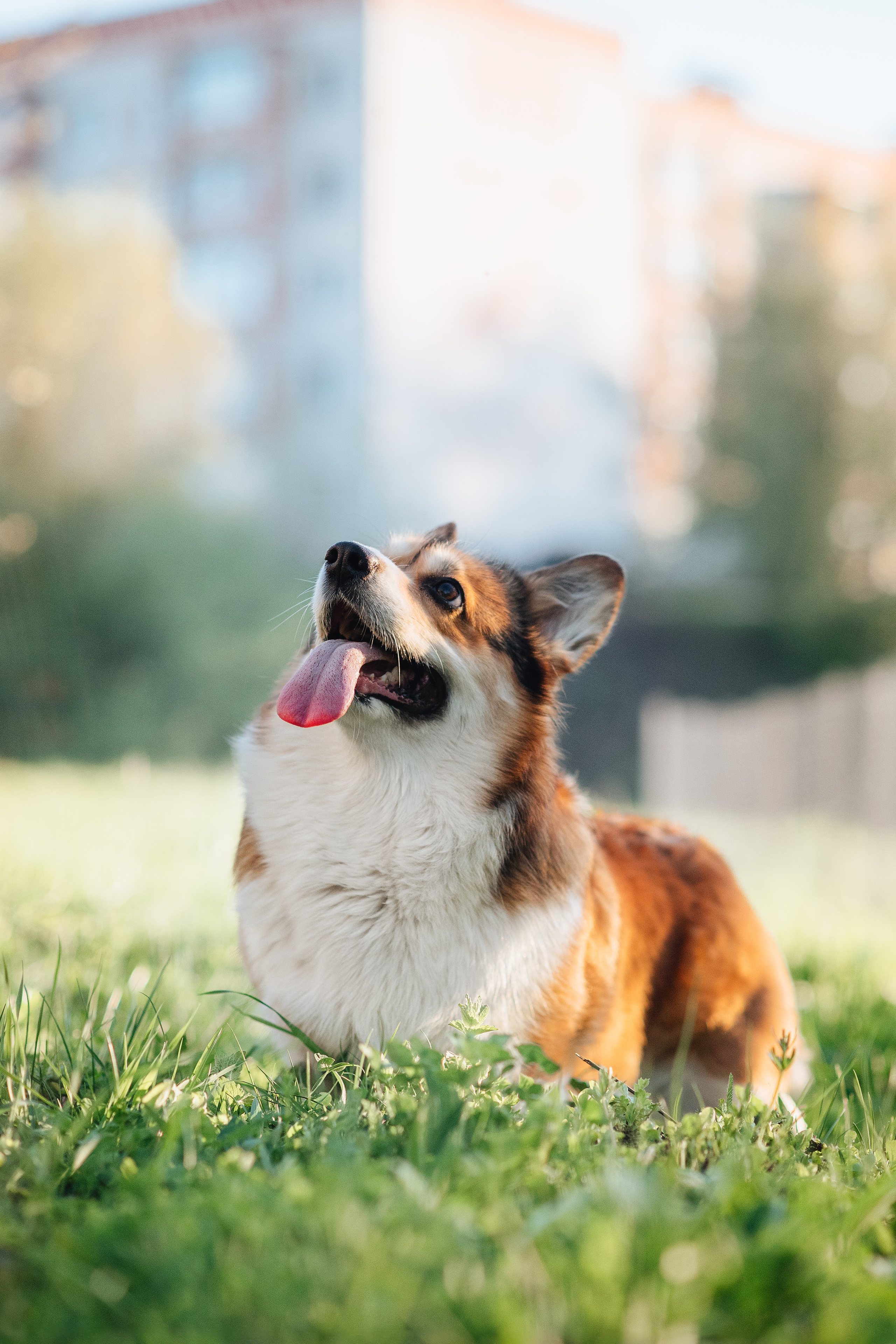 Трисс — 29.04.2024. Фотограф — Анималист | Анна Абрамова