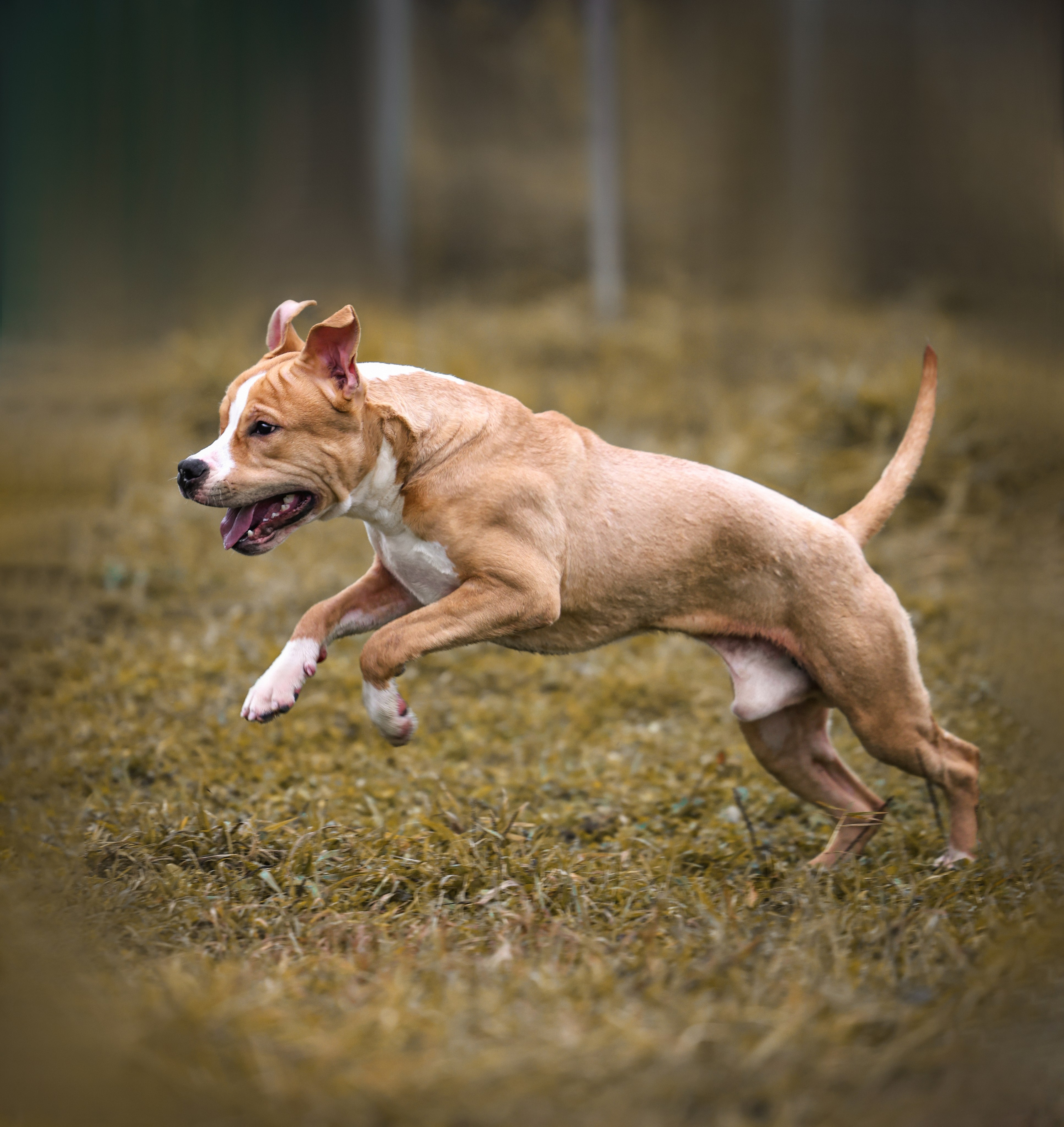 Анималистика. Репортаж. Индивидуальная съемка