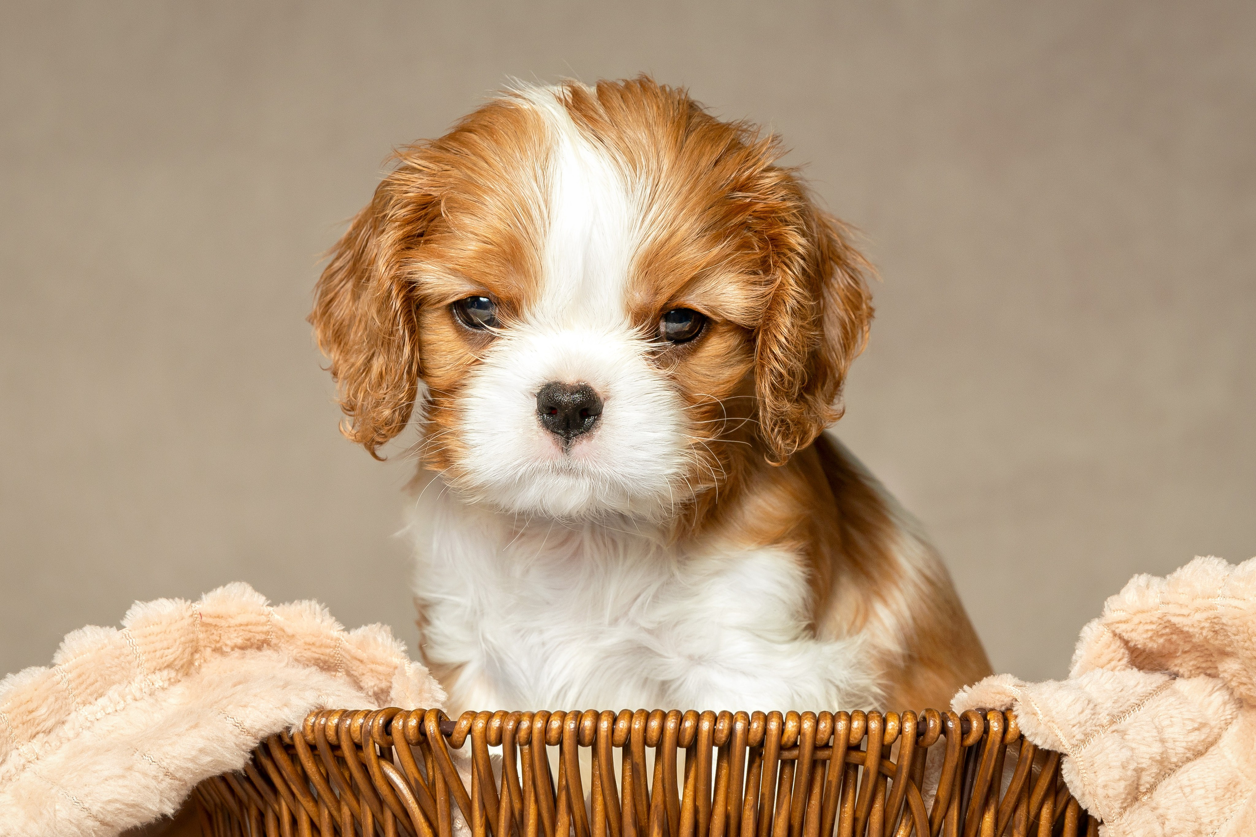 Кавалер Кинг Чарльз спаниель. Юлия Микульская. Рыбинск