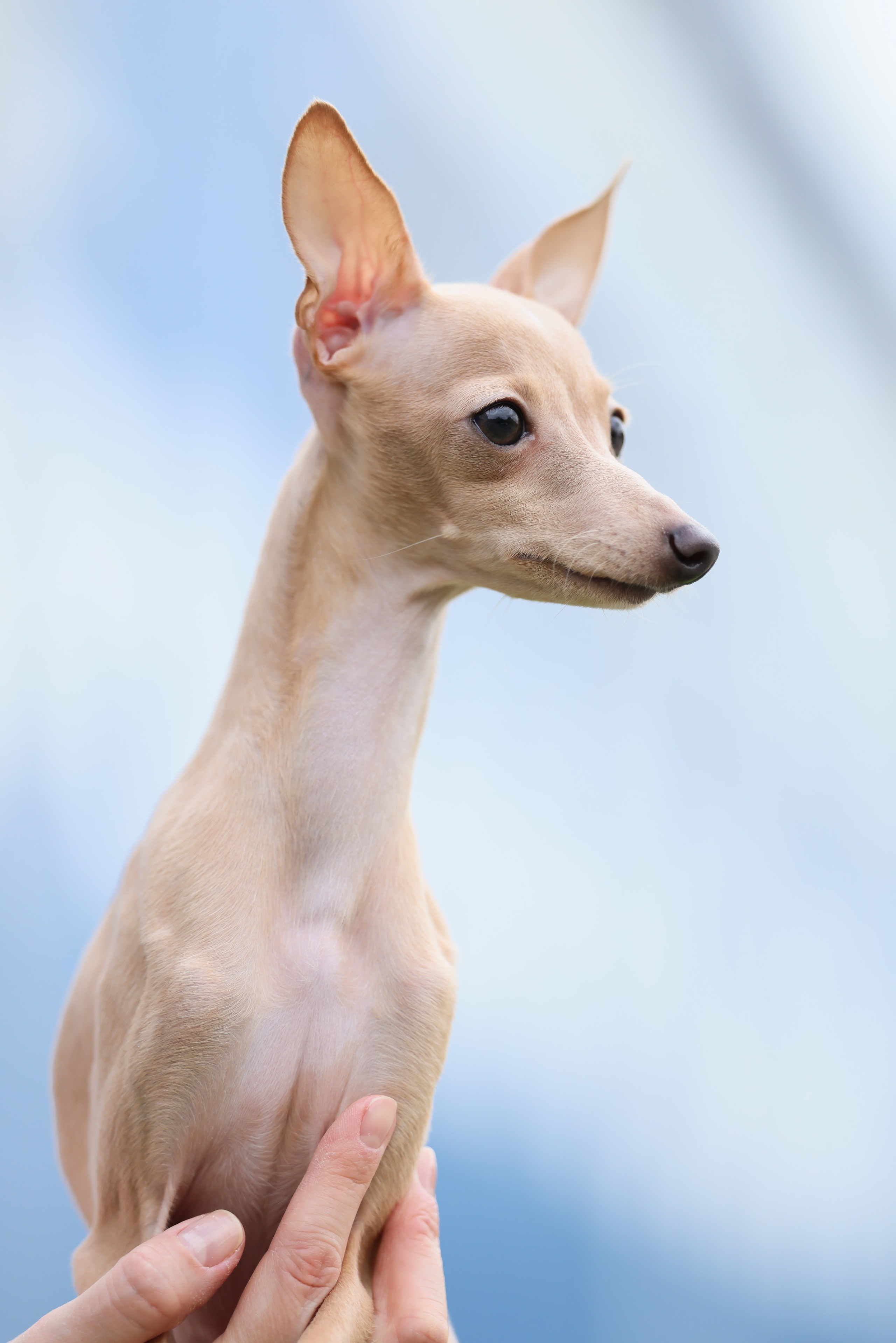 Кремовая Лекси. Professional Italian Greyhound Kennel RKF/FCI ASTI SAPPHIRE 💎 Sochi|St. Petersburg