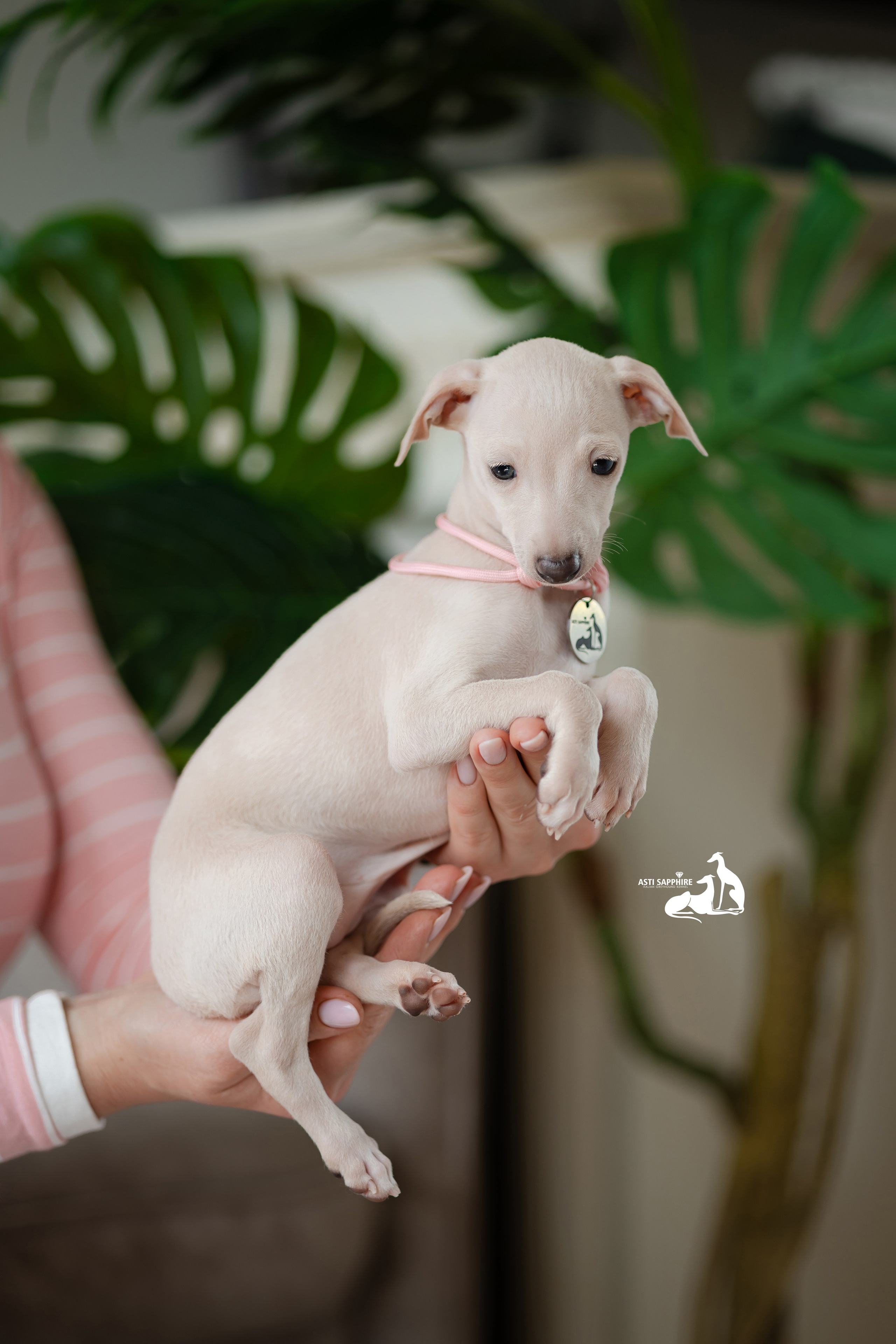 Белоснежные. Professional Italian Greyhound Kennel RKF/FCI ASTI SAPPHIRE 💎 Sochi|St. Petersburg