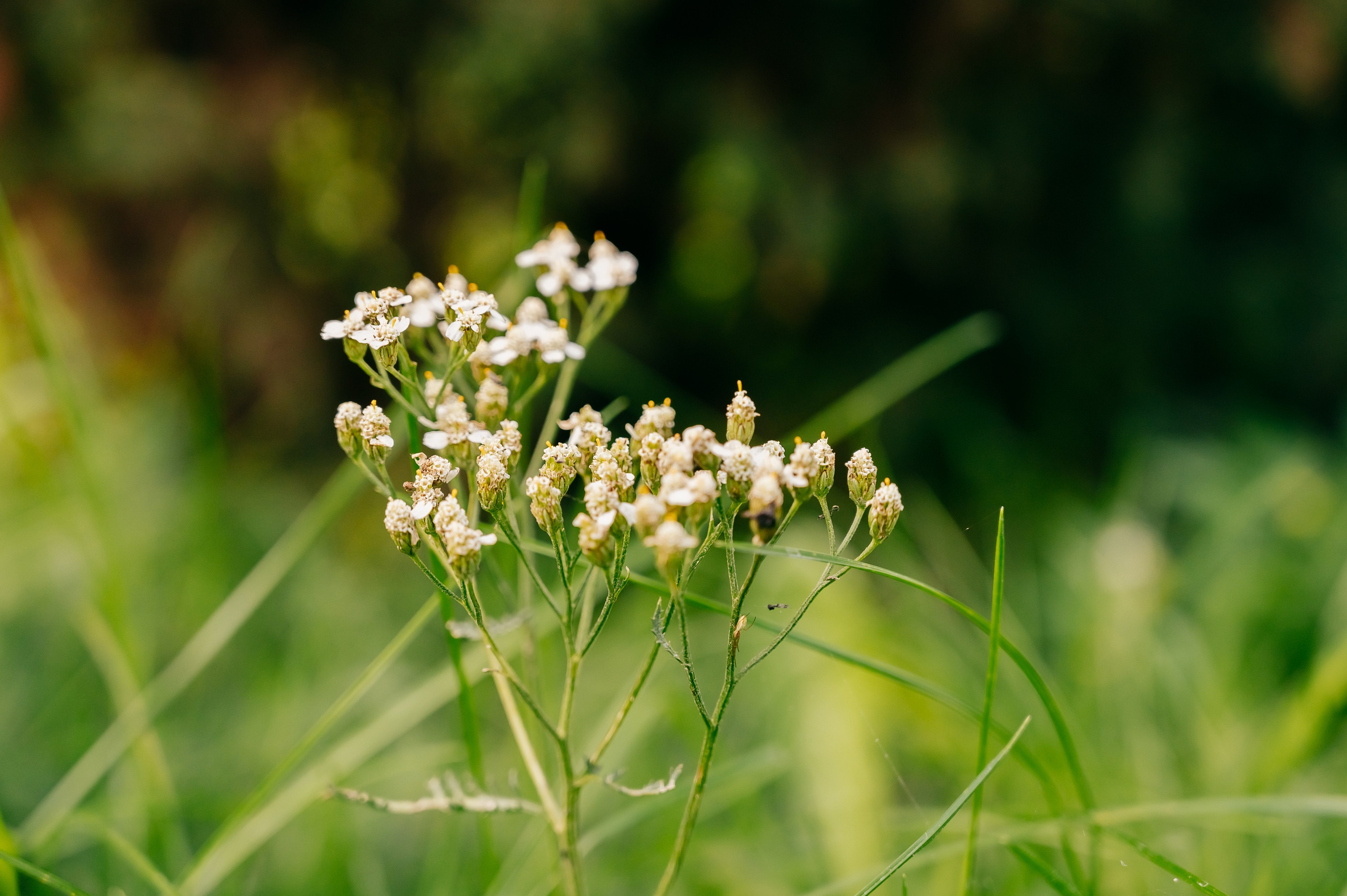 День Шахтёра в Парке Чудес 30.08.2025. Детский фотограф, семейный фотограф и репортажи в Кемерово