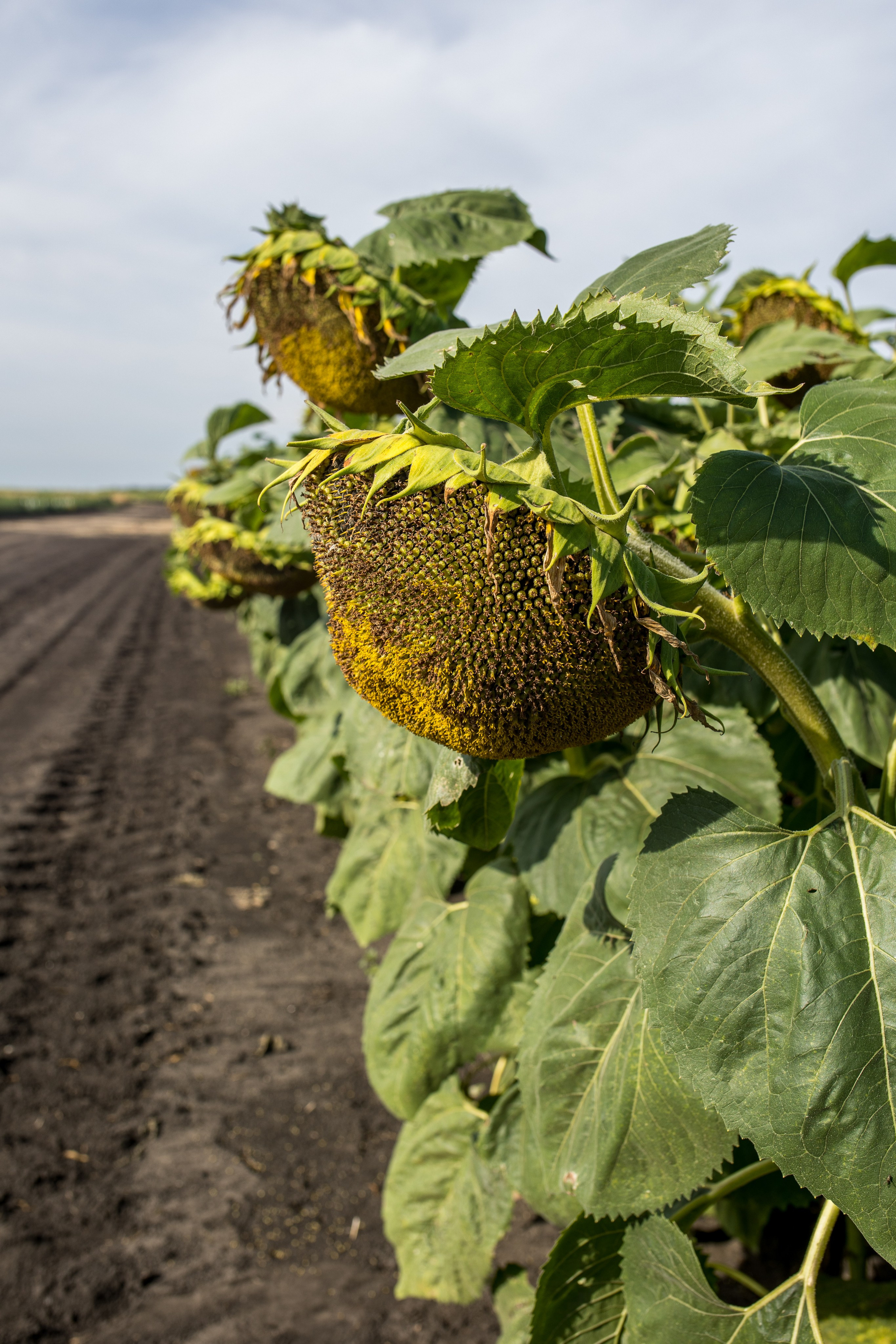 Решения для сельского хозяйства BASF 16.08.2022. Владислав Волков | Фотография и видеосъемка в Воронеже