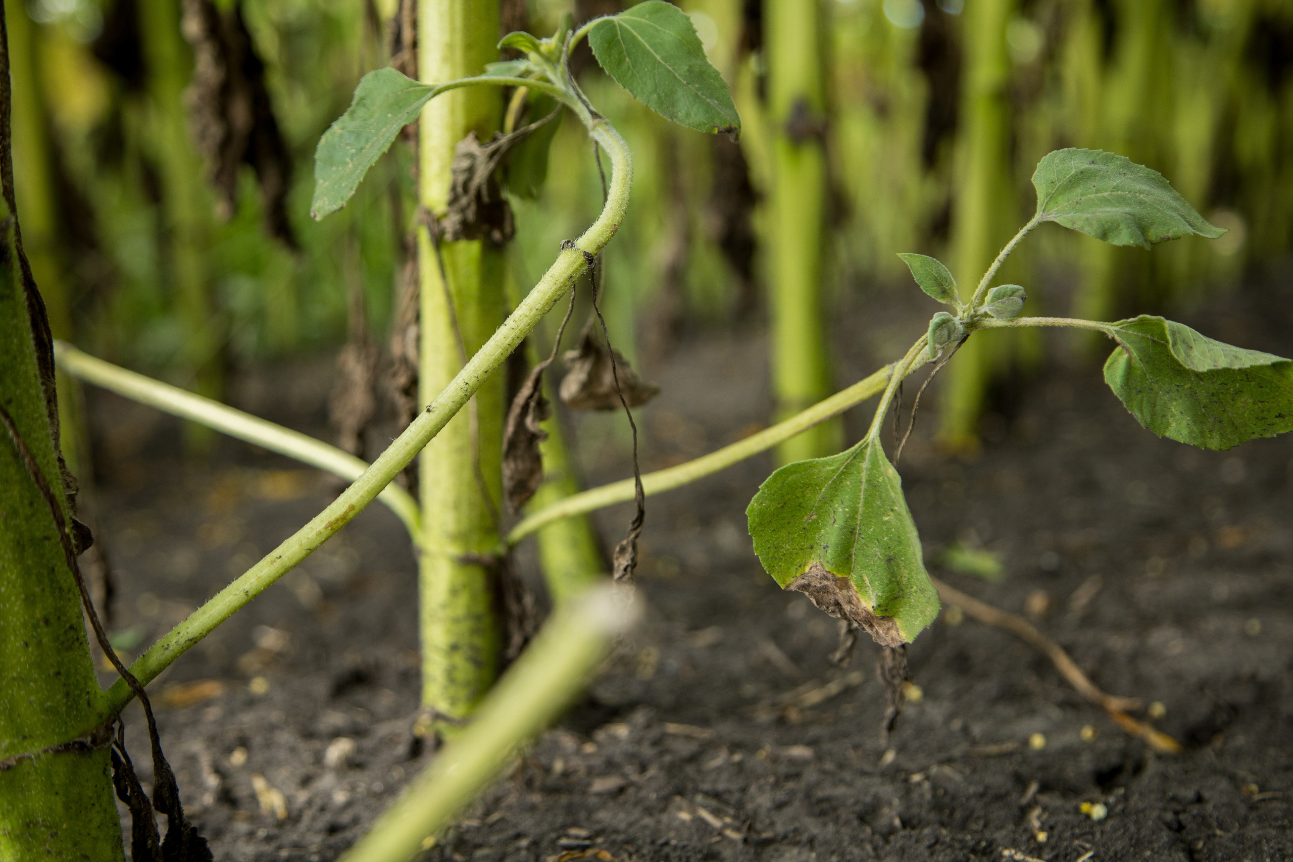 Решения для сельского хозяйства BASF 16.08.2022. Владислав Волков | Фотография и видеосъемка в Воронеже