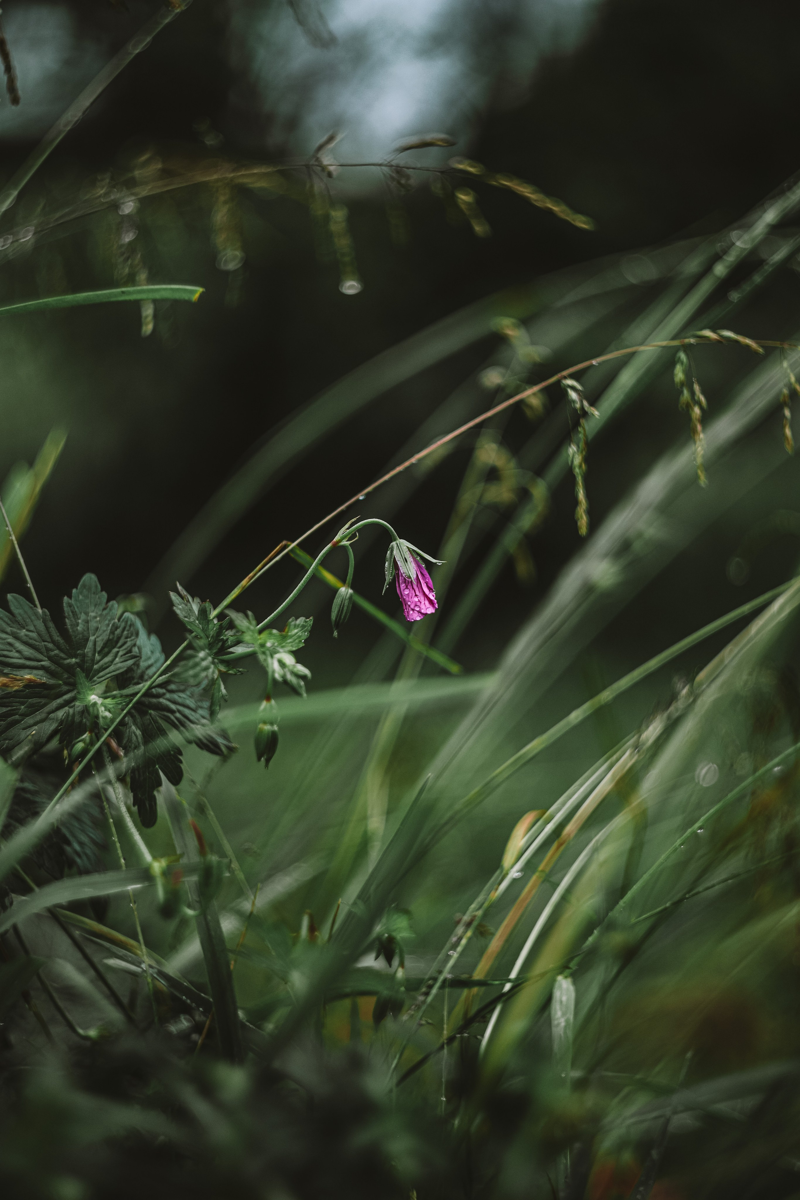 Цветы. Фотограф Ольга Мурзина