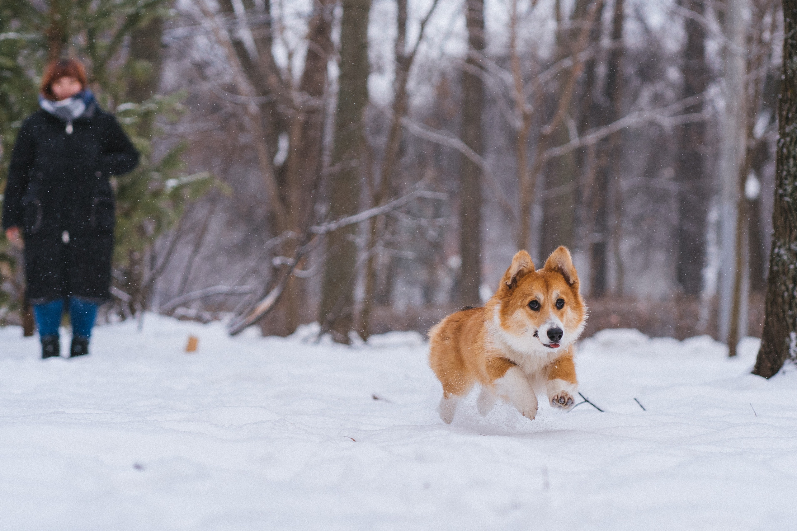Агата и Лайк. Свадебный фотограф в Москве Анна Полушина