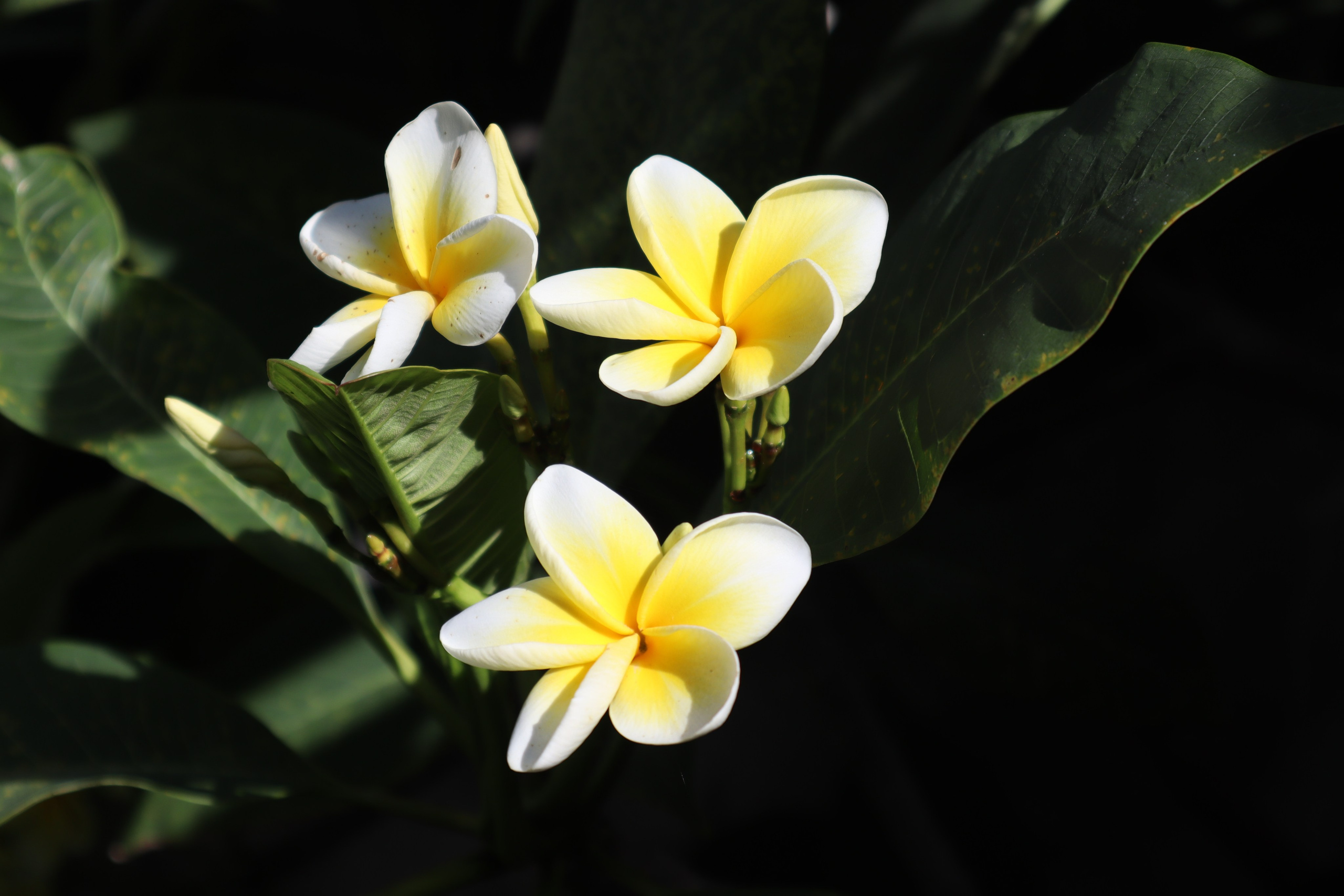 Путешествие на родину птицы додо. Travel photographer Ksenia