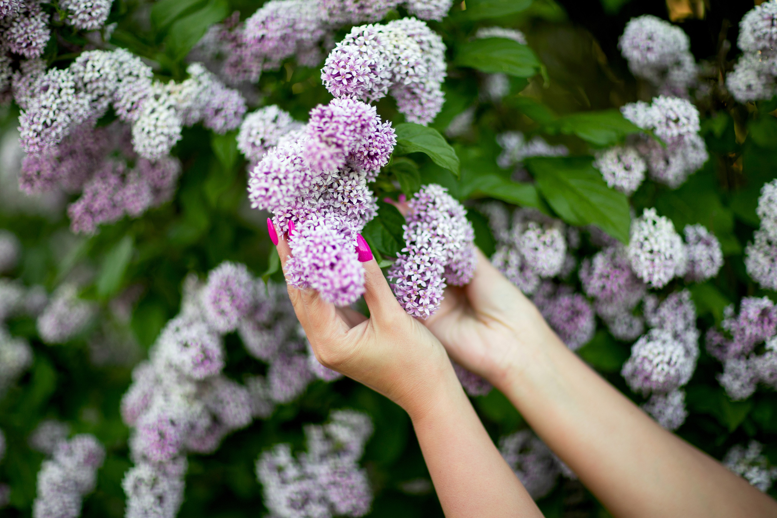Сирень. Фотограф Елена Вишневская (Ушакова) Нефтеюганск, Сургут, Тюмень