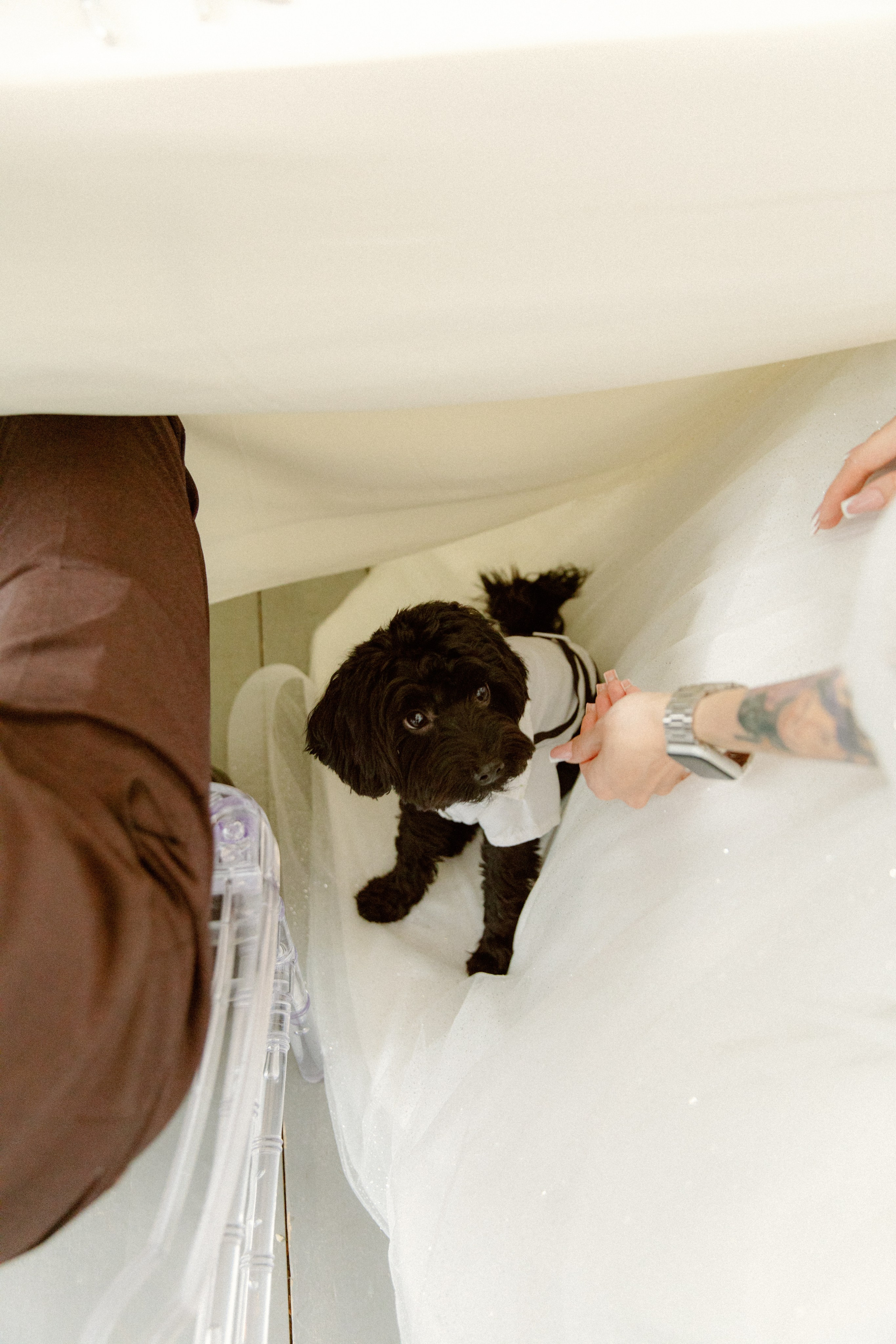 Dog Friendly. Свадебный и репортажный фотограф