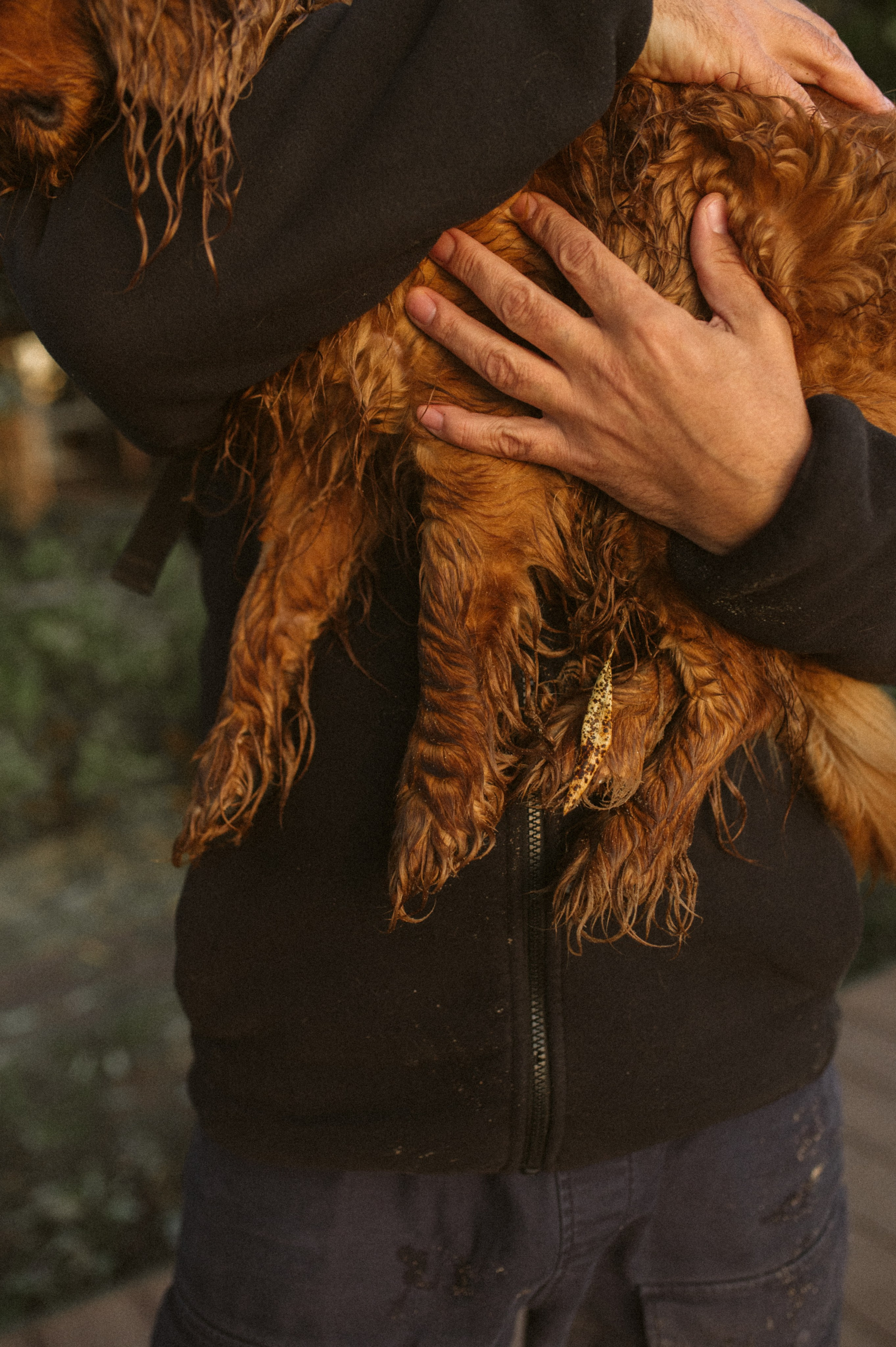 Фотограф анималист в Москве Ольга Агушева