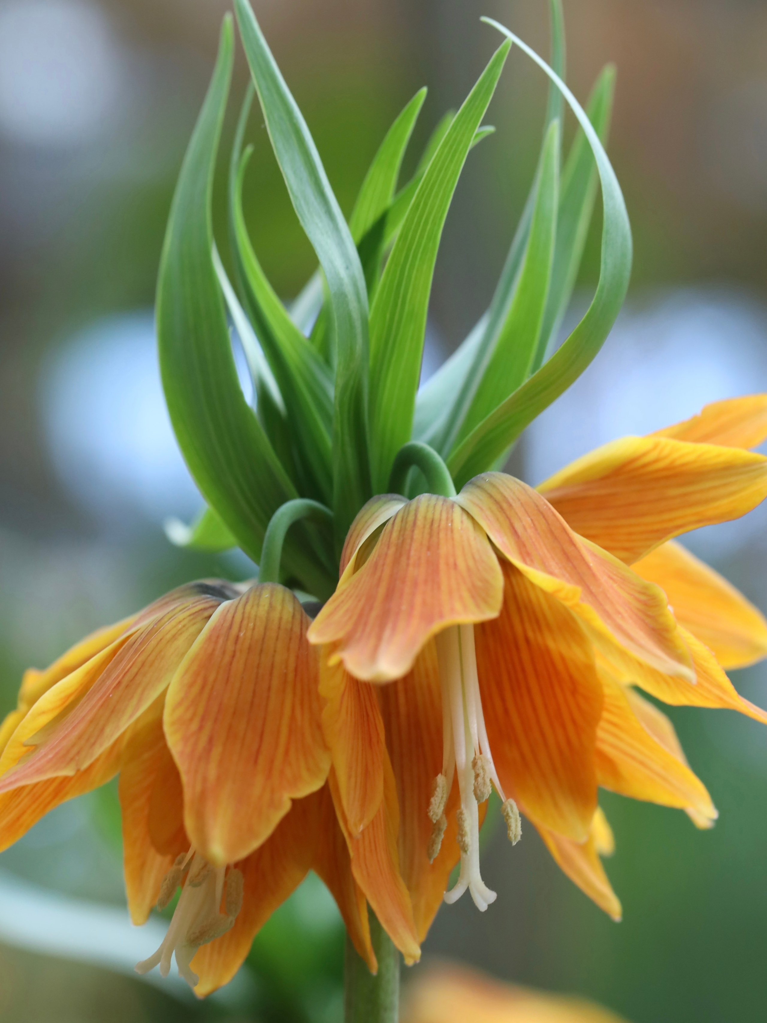 Фотографии весенних цветов. Фотосессии и репортаж — Фотограф в Москве — Рина Серёгина