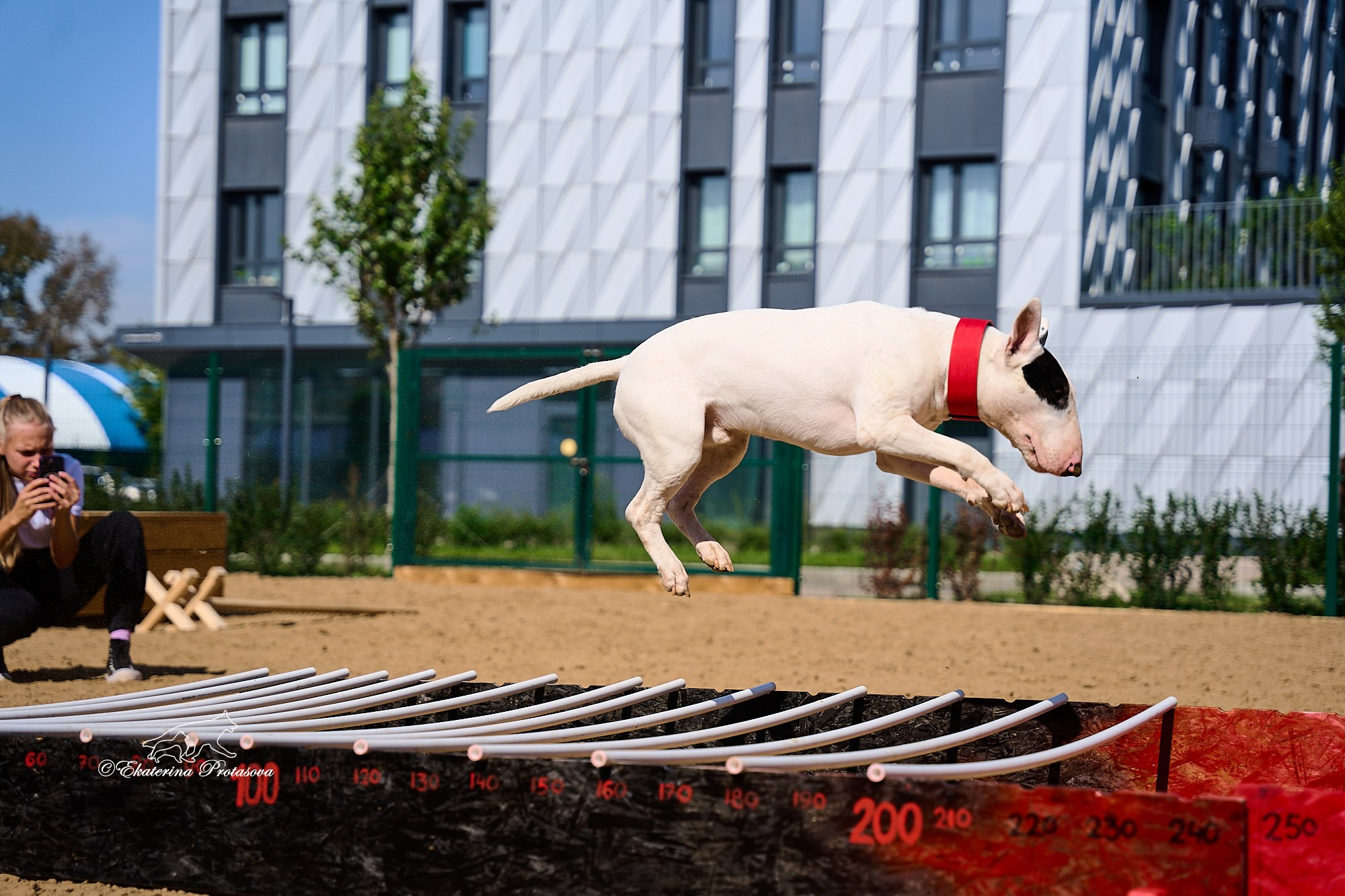 Питстафф многоборье. Фотограф-анималист в Иркутске