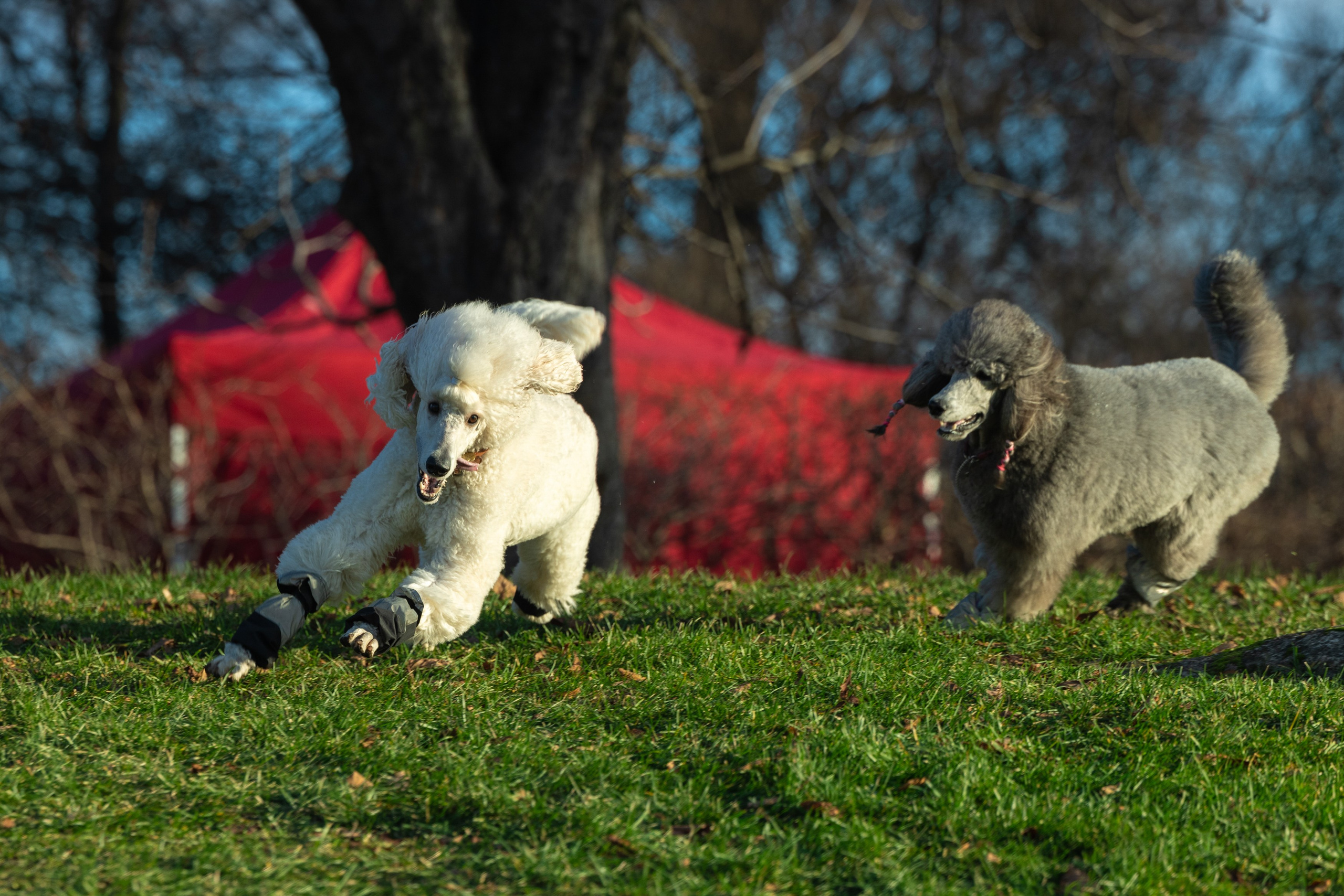 Клуб грумеров (прогулка и семинары). Виктория Зудина — фотограф в Москве