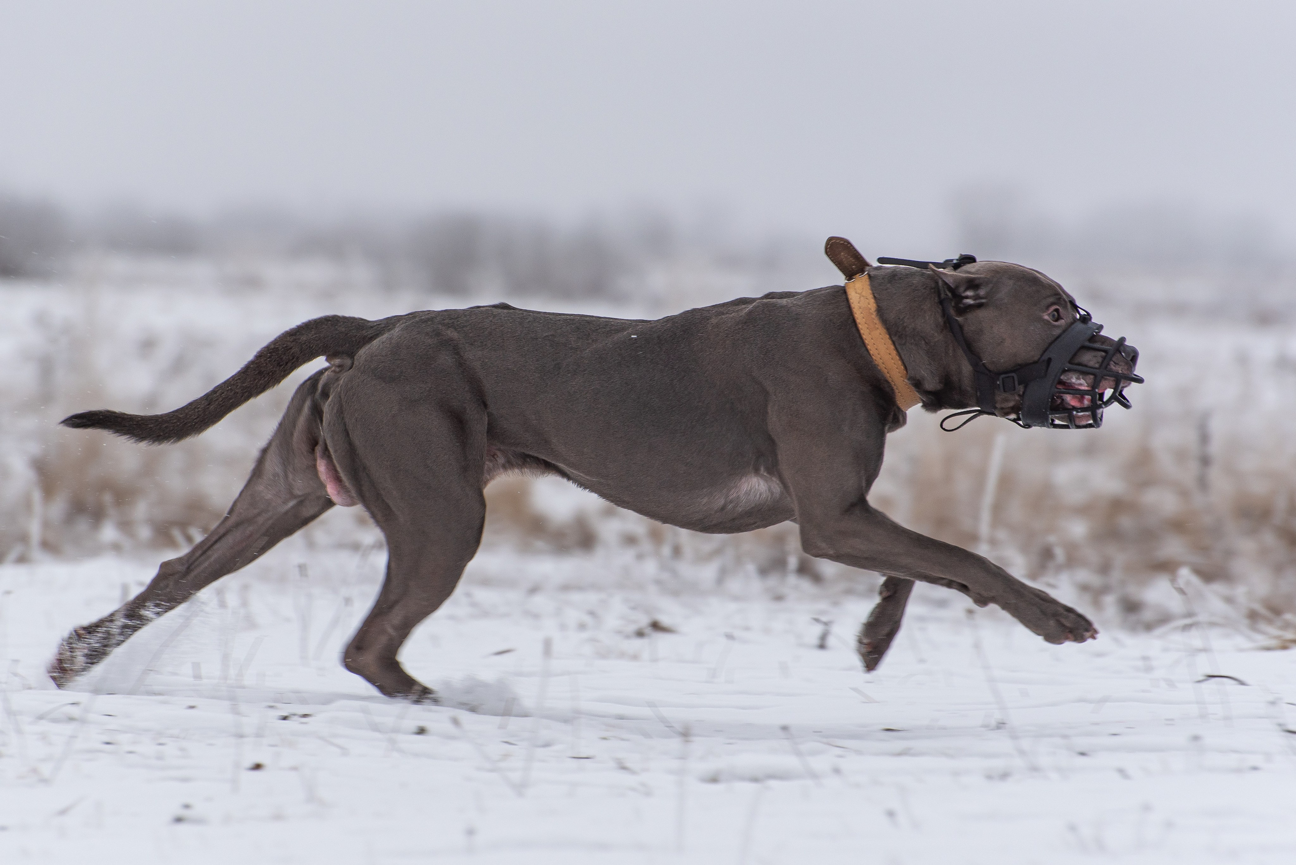 Бега за механической приманкой (Курсинг). Фотограф Макс Огурцов в Нижнем Новгороде