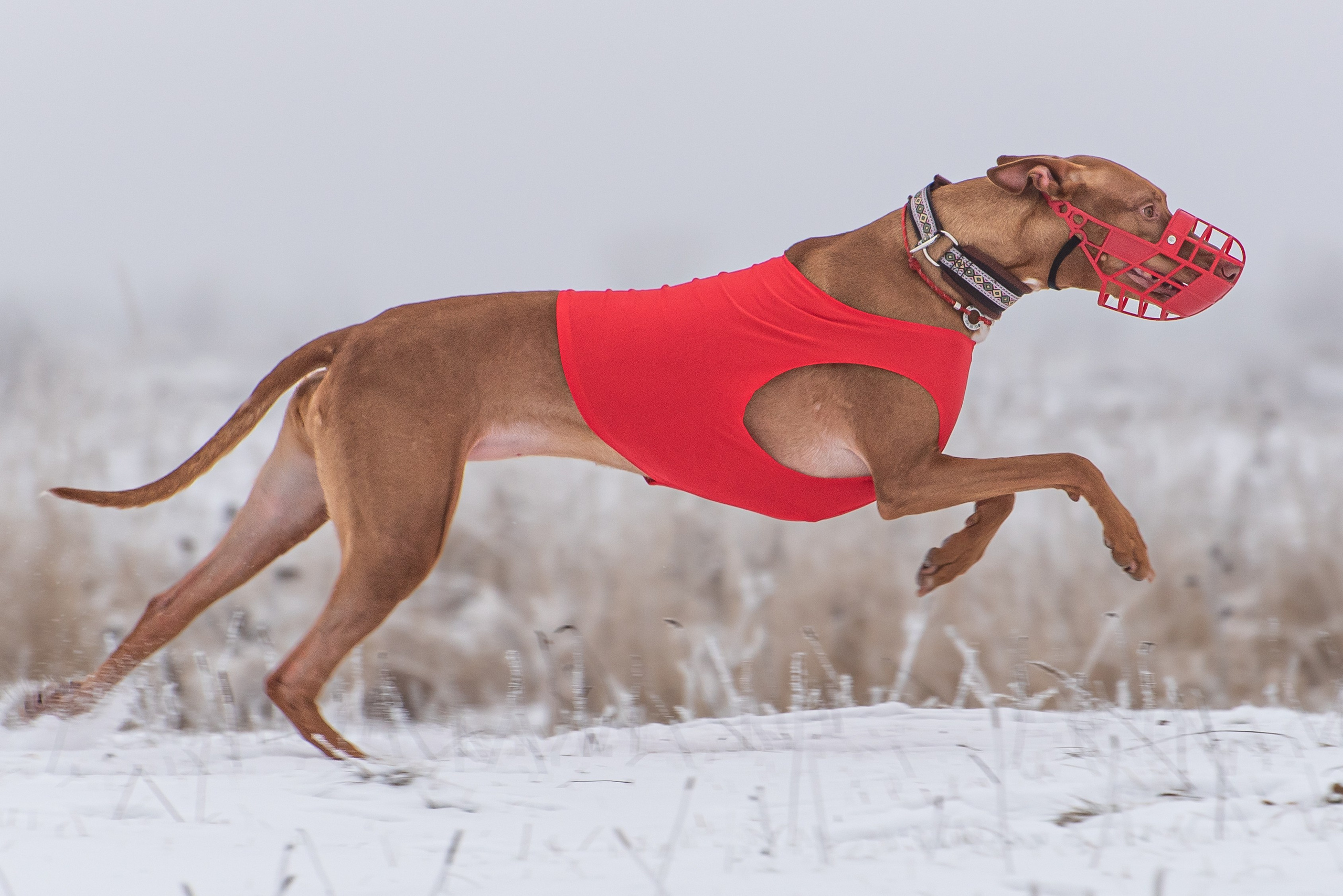 Бега за механической приманкой (Курсинг). Фотограф Макс Огурцов в Нижнем Новгороде