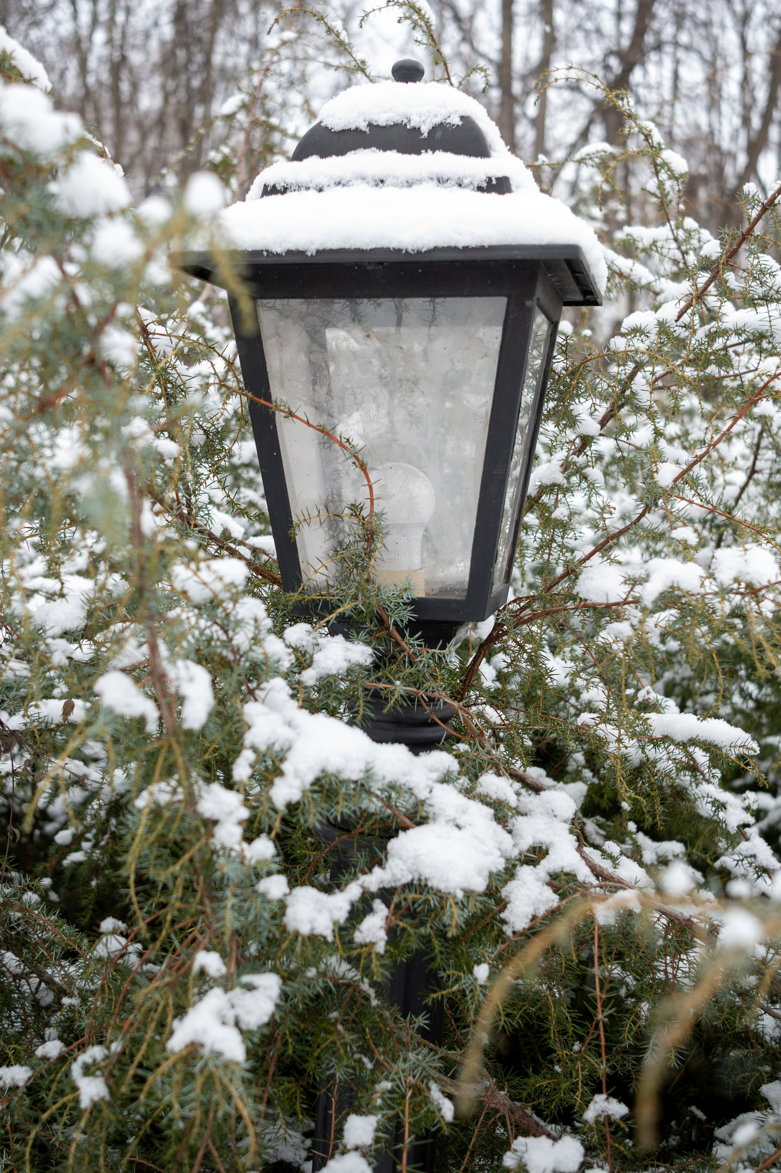 20250216 Нескучный сад. Дмитрий Ремизов. Фотография, как хобби