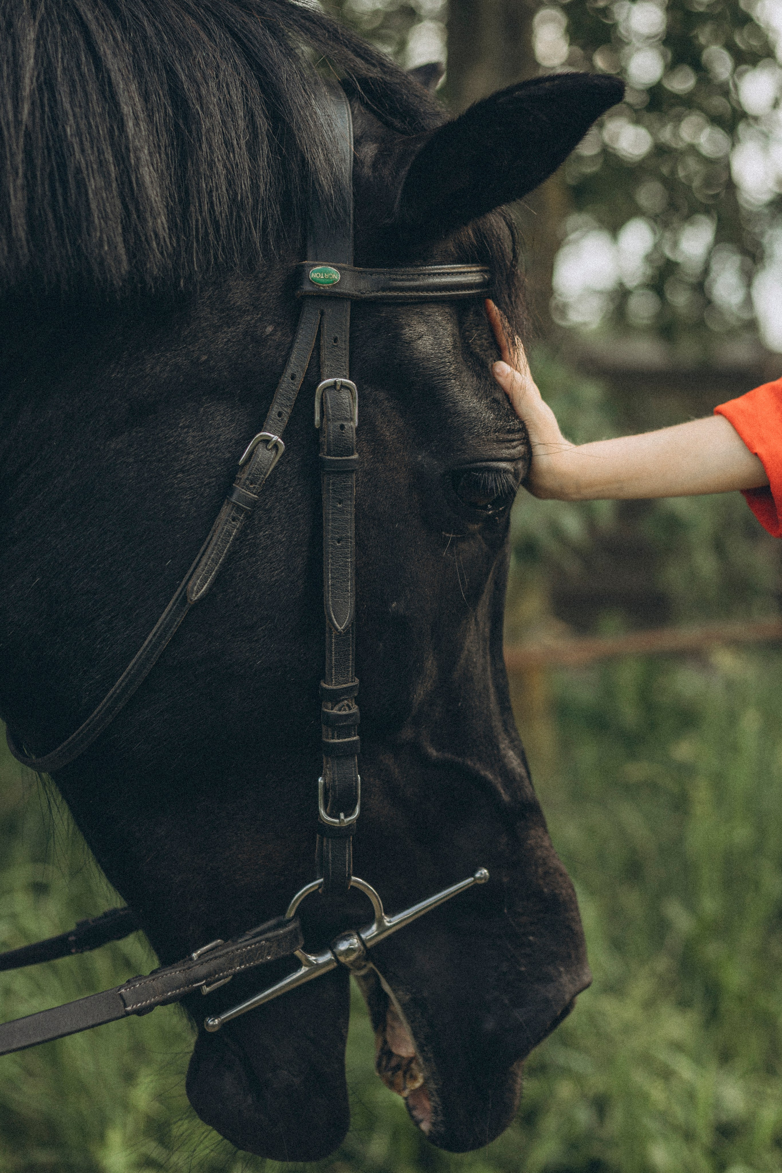 Семейная прогулка с лошадкой. Семейный и детский фотограф в Рязани Васюгова Мария