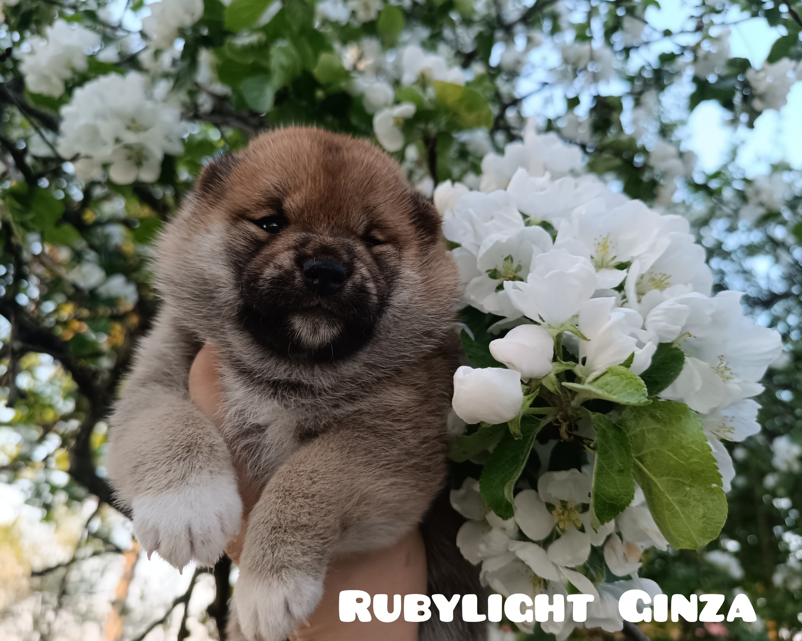 сиба питомник Рубилайт щенки на продажу rubylight  сиба щенки купить СПб Санкт-Петербург 