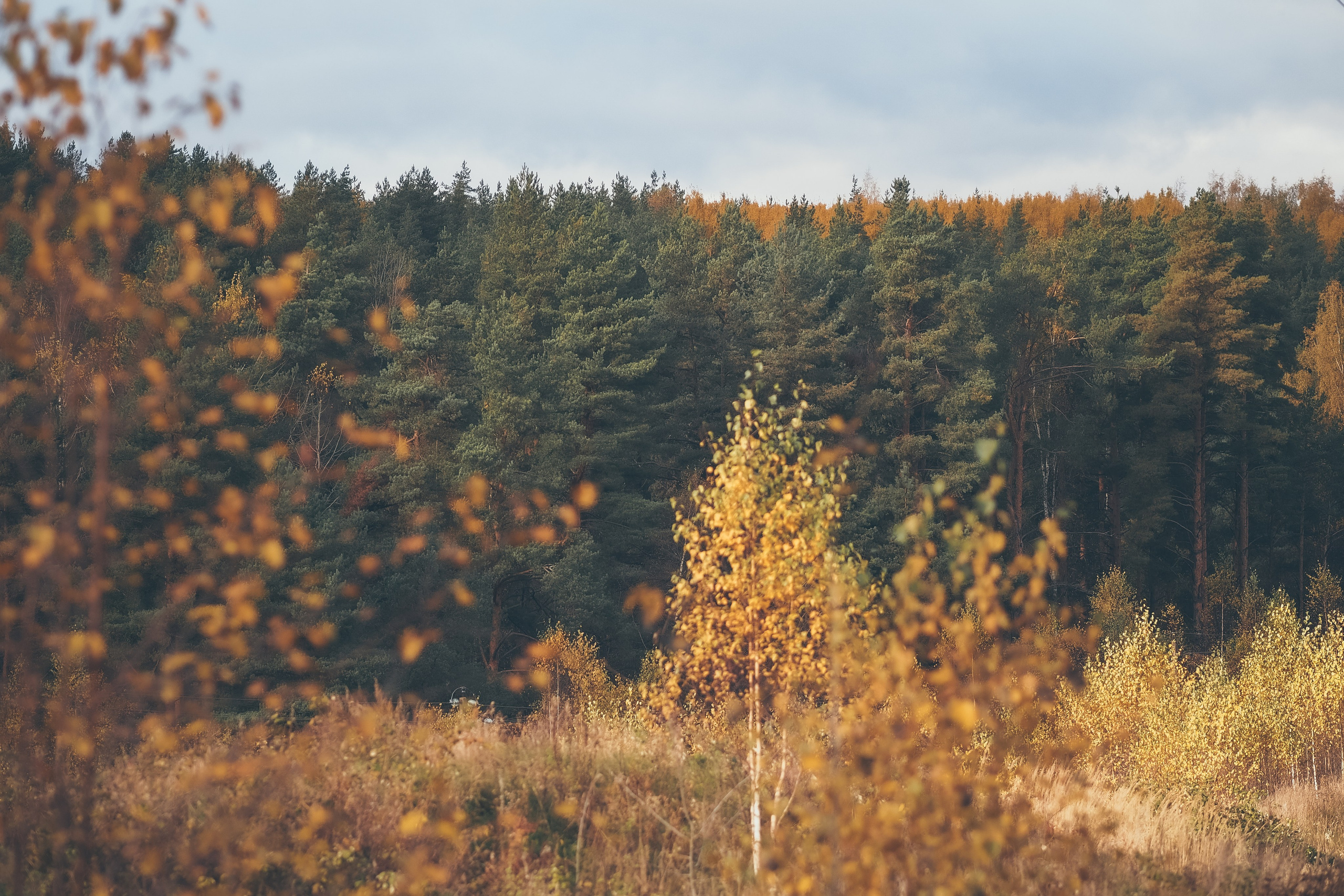 Сестрорецк. Свадебный фотограф Копков Геннадий