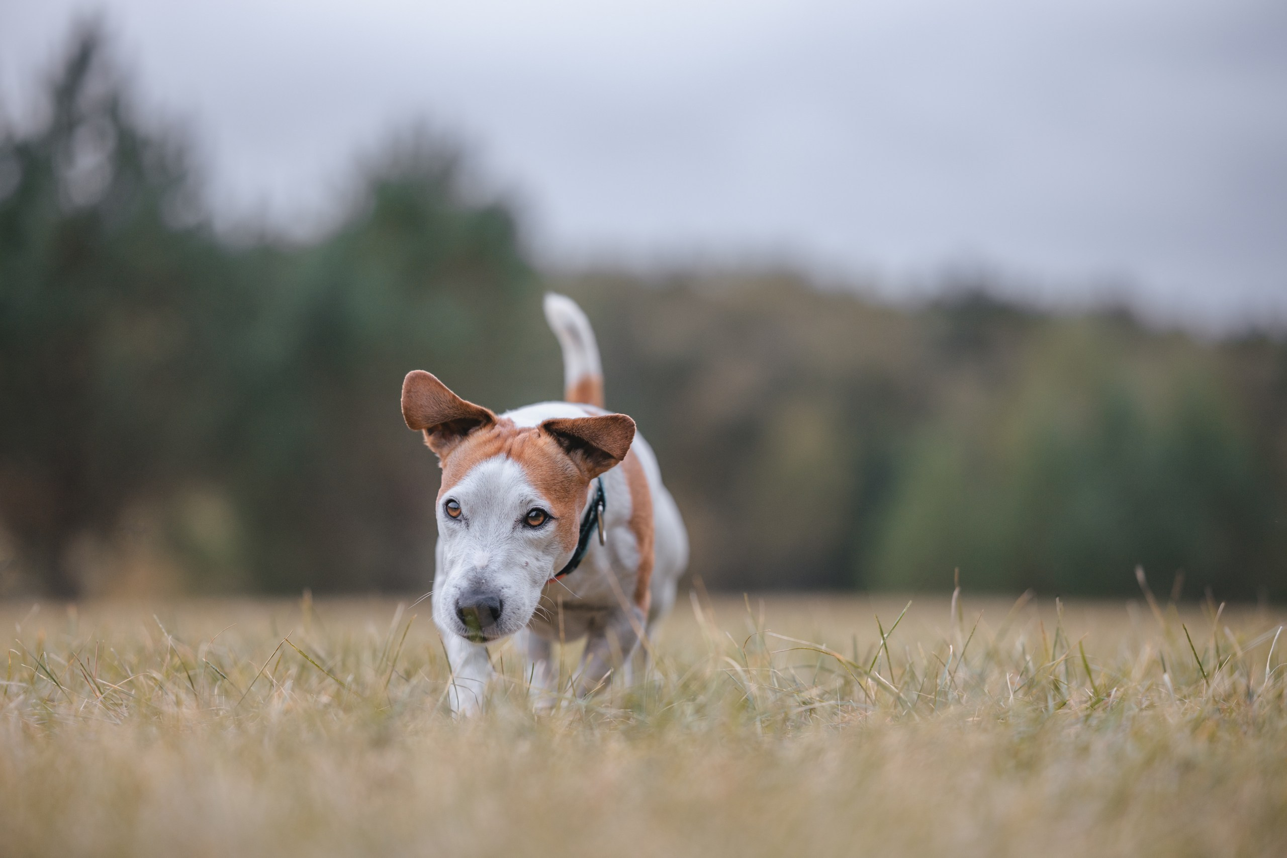 Юлиана и Риф. Фотограф Анималист в Москве Анастасия Жучкова