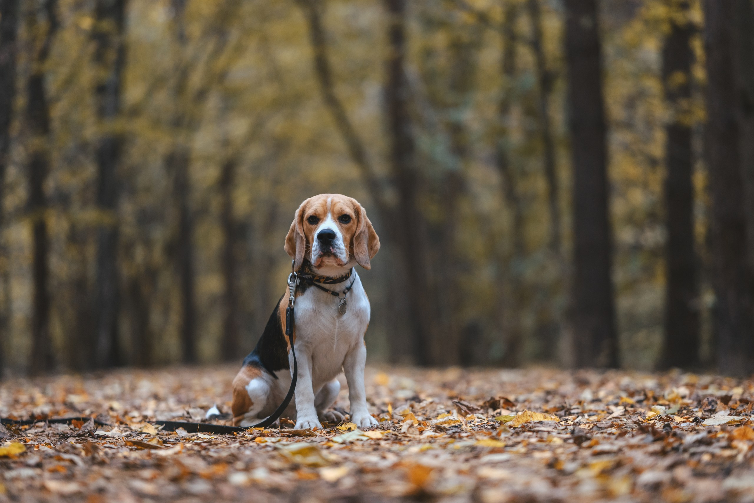 Наталья и Бока. Фотограф Анималист в Москве Анастасия Жучкова