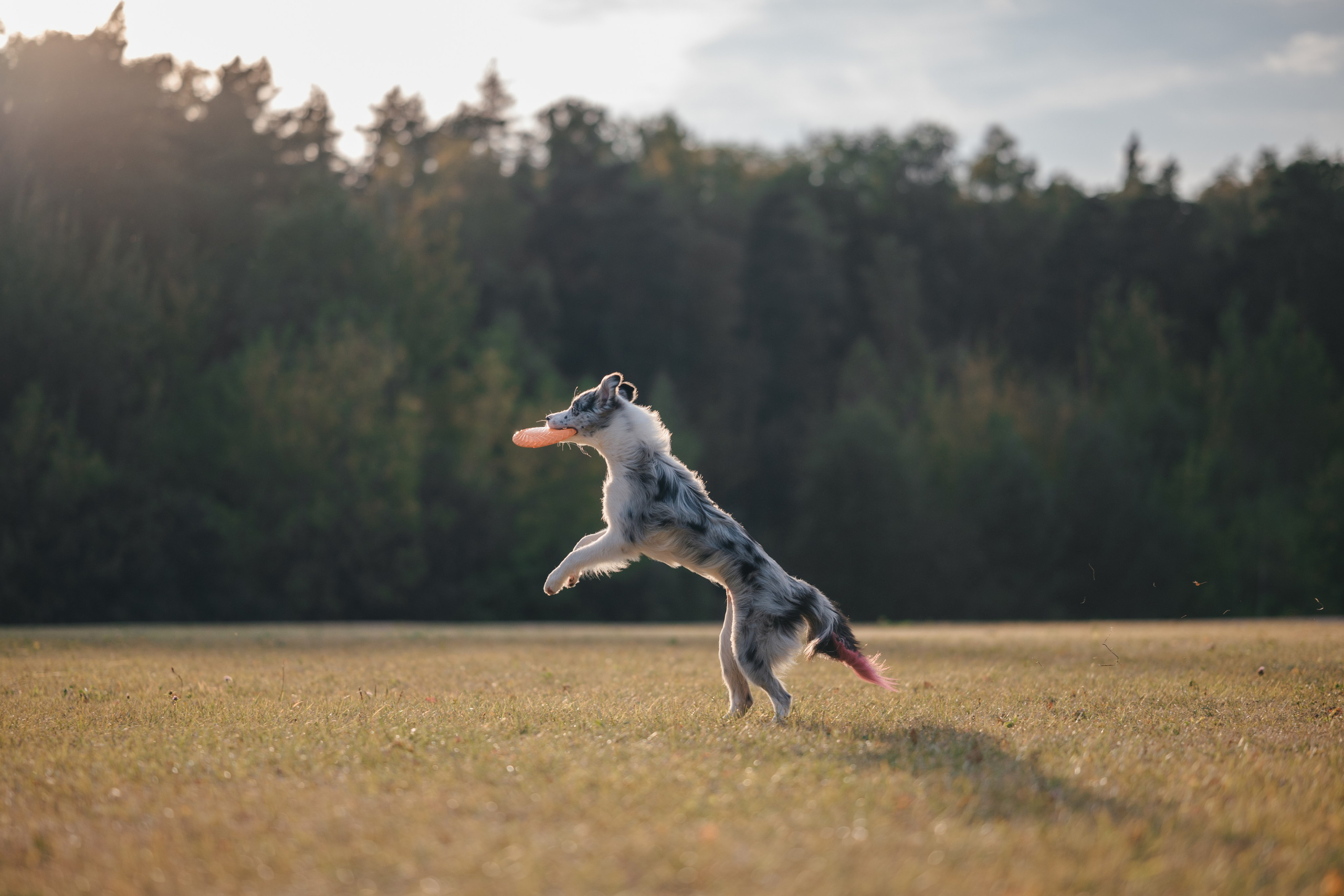 Бордерколли и фрисби. Фотограф Анималист в Москве Анастасия Жучкова