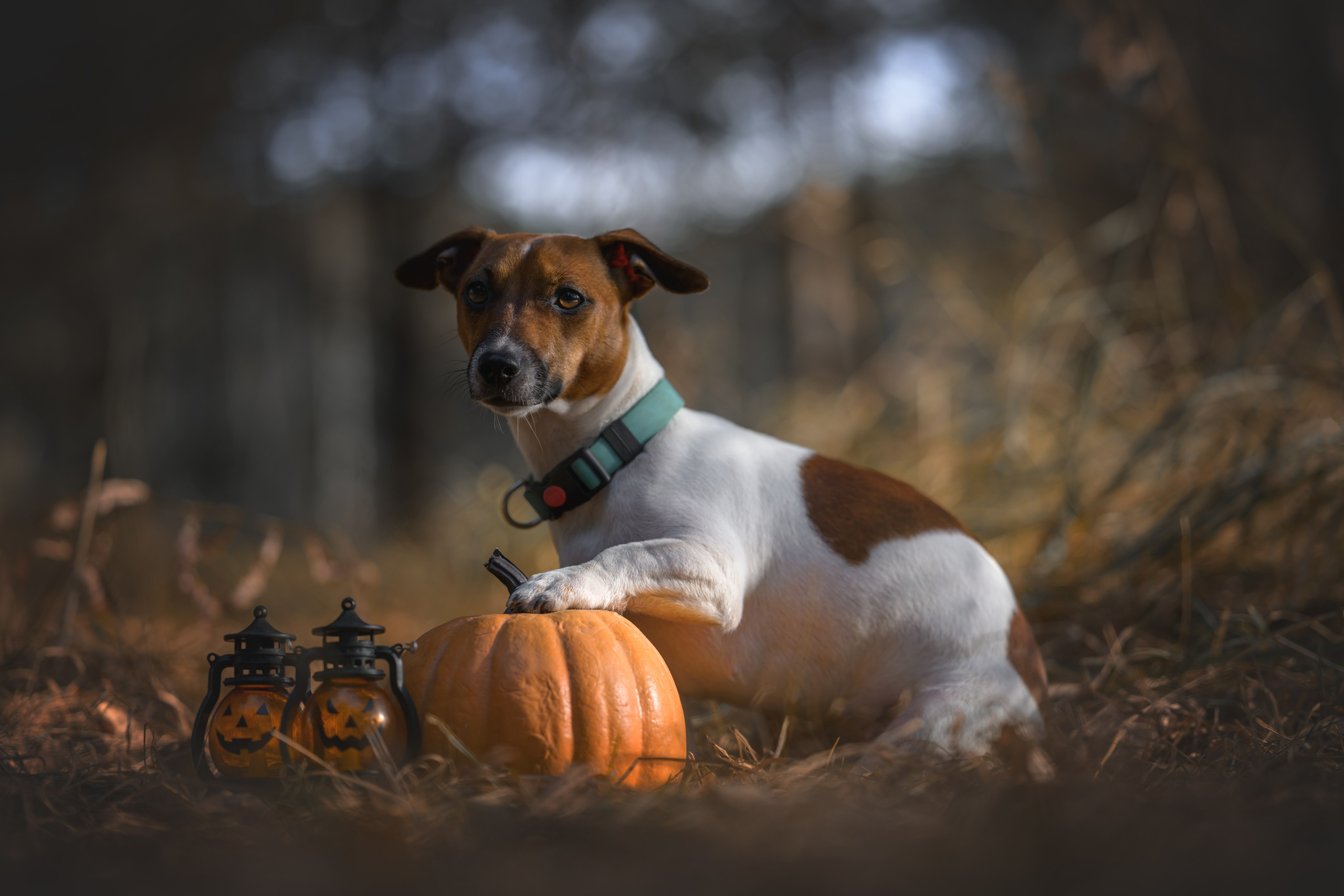 Хэллоуин. Фотограф Анималист в Москве Анастасия Жучкова
