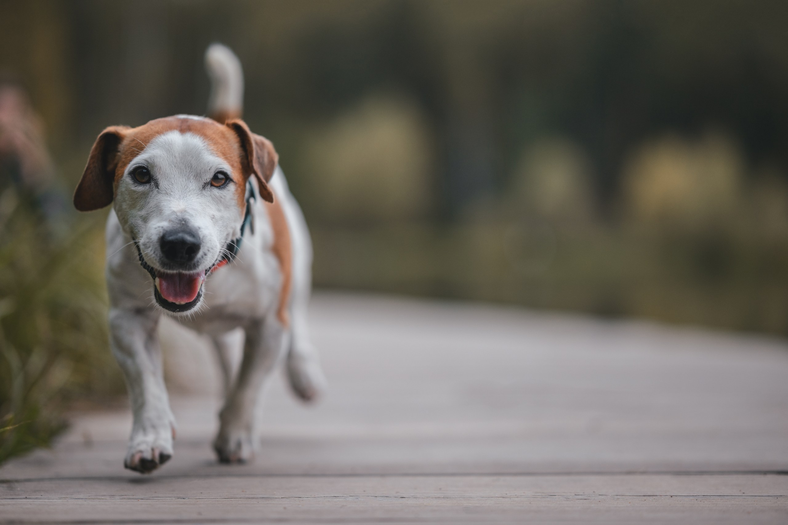 Юлиана и Риф. Фотограф Анималист в Москве Анастасия Жучкова